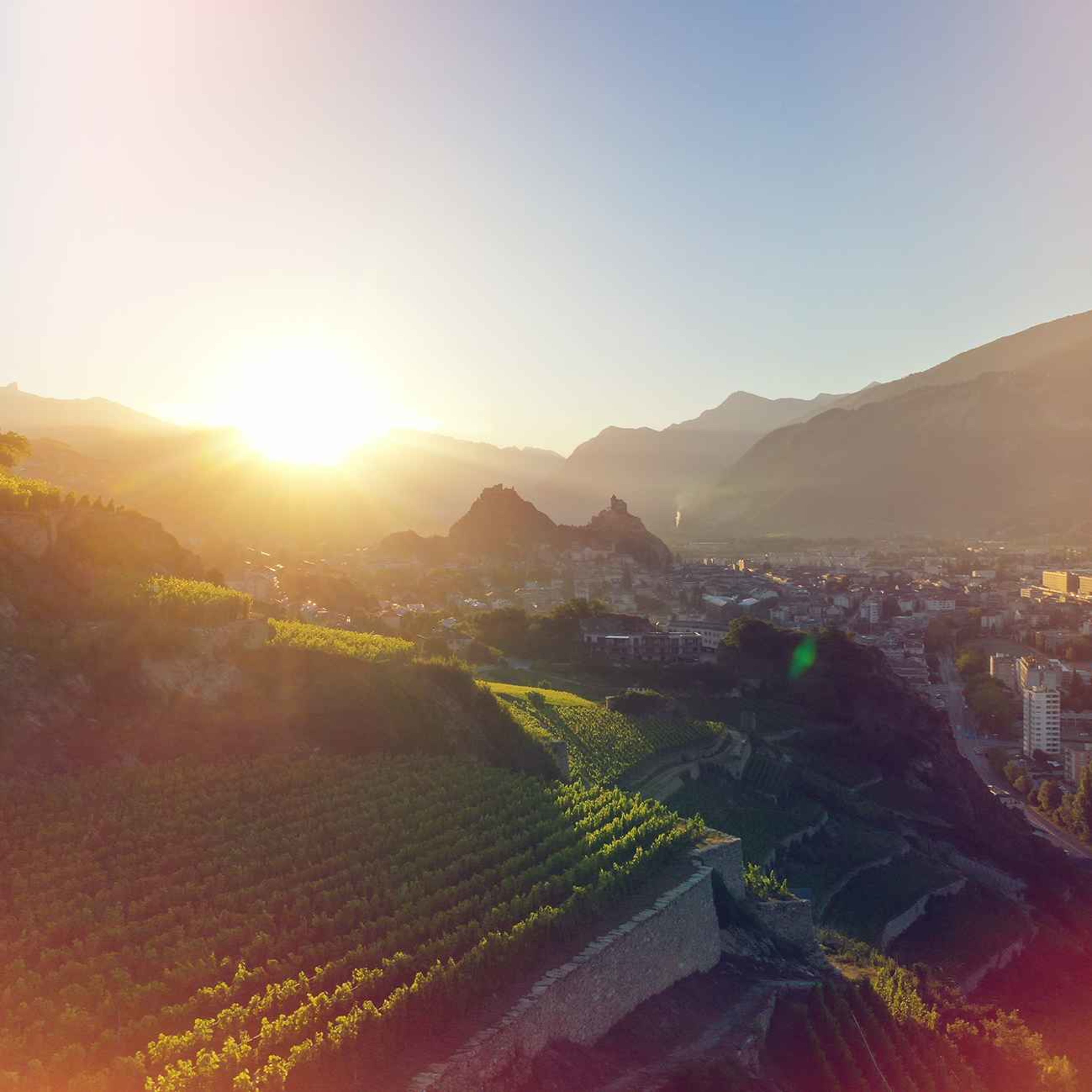 Vignoble à Sion avec vue sur les chateaux de valère et tourbillon, été en Valais, Suisse