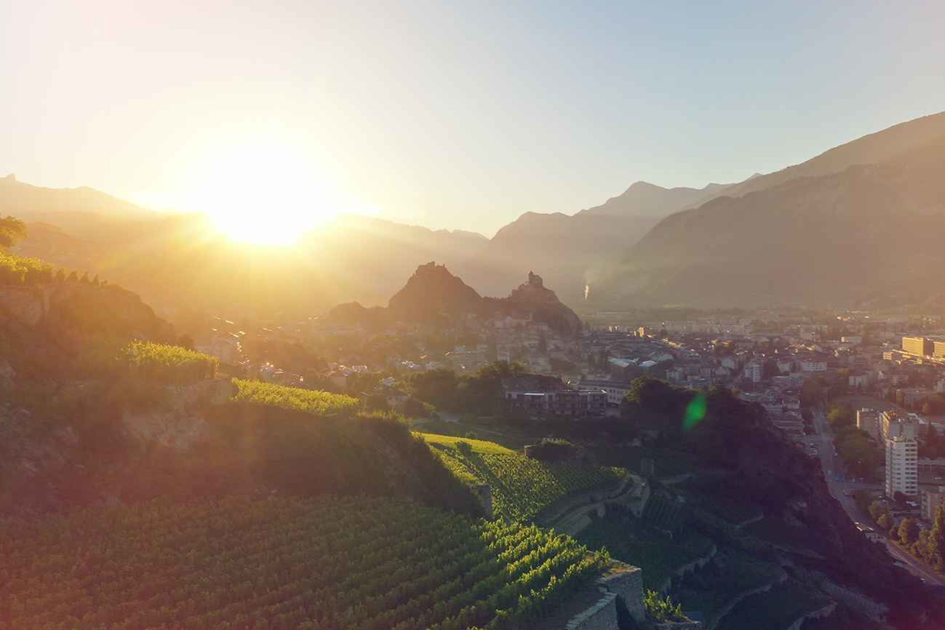 Vignoble à Sion avec vue sur les chateaux de valère et tourbillon, été en Valais, Suisse