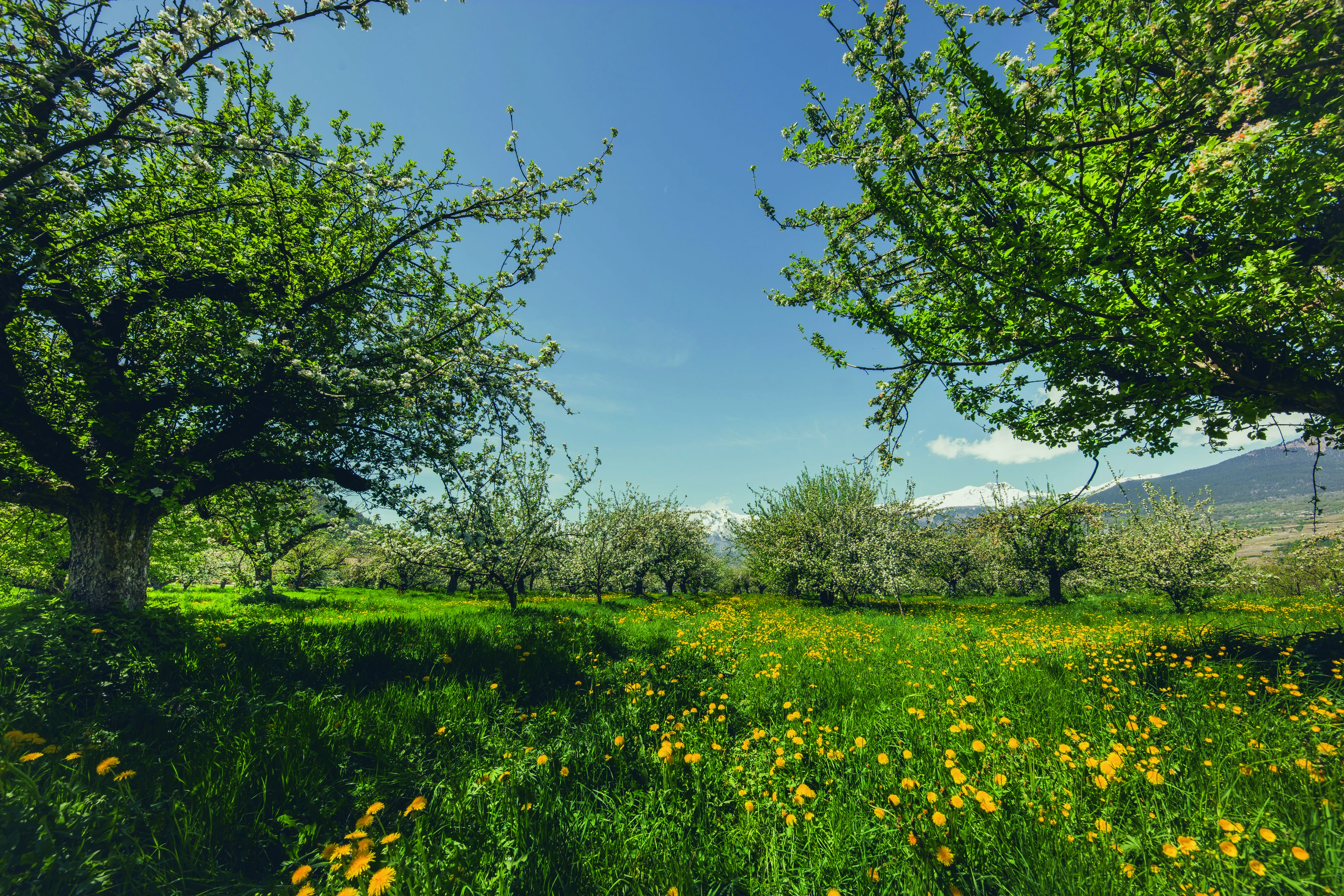 Poiriers en fleurs dans une prairie verte parsemée de pissenlits jaunes, avec des montagnes enneigées en arrière-plan