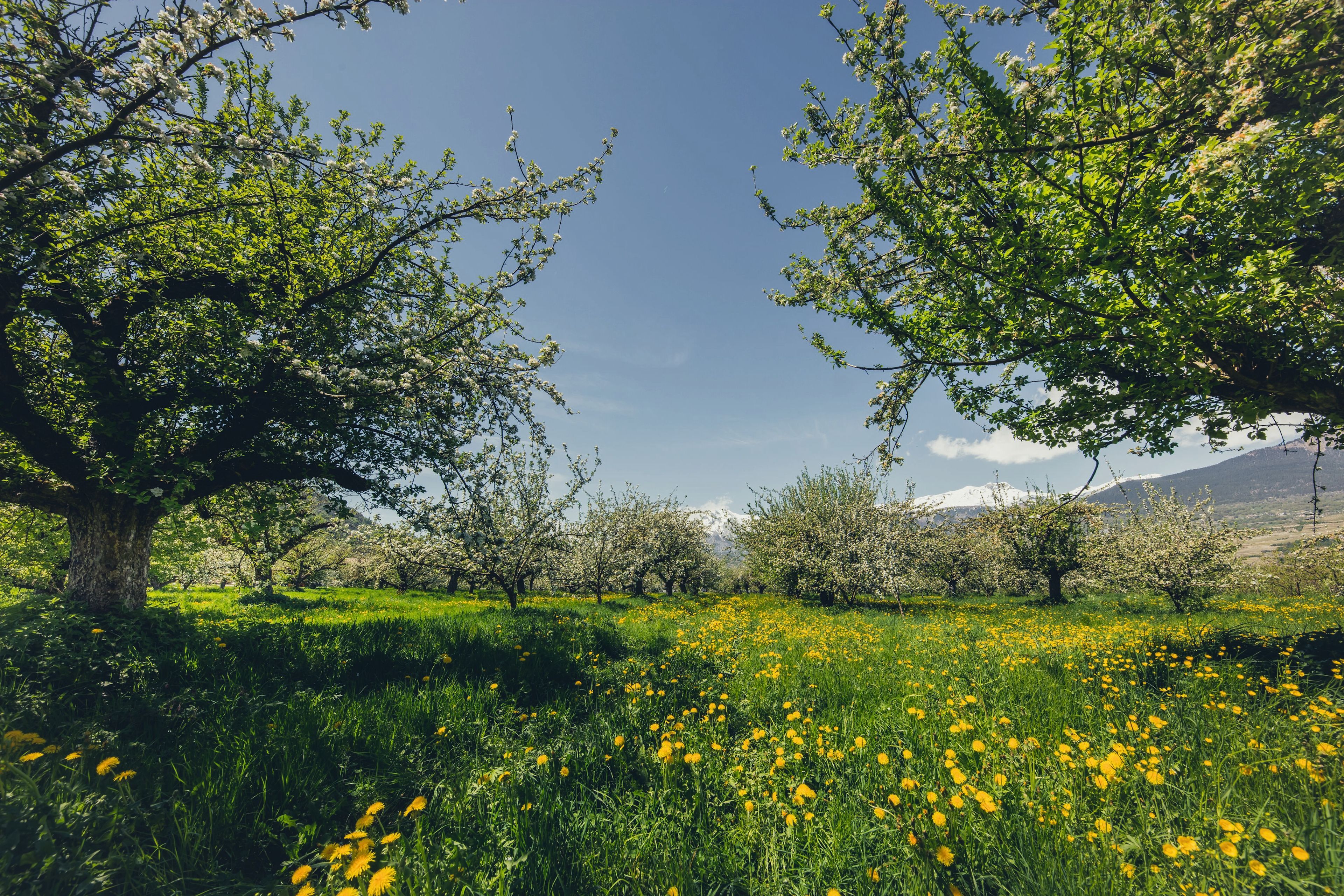 Poiriers en fleurs dans une prairie verte parsemée de pissenlits jaunes, avec des montagnes enneigées en arrière-plan