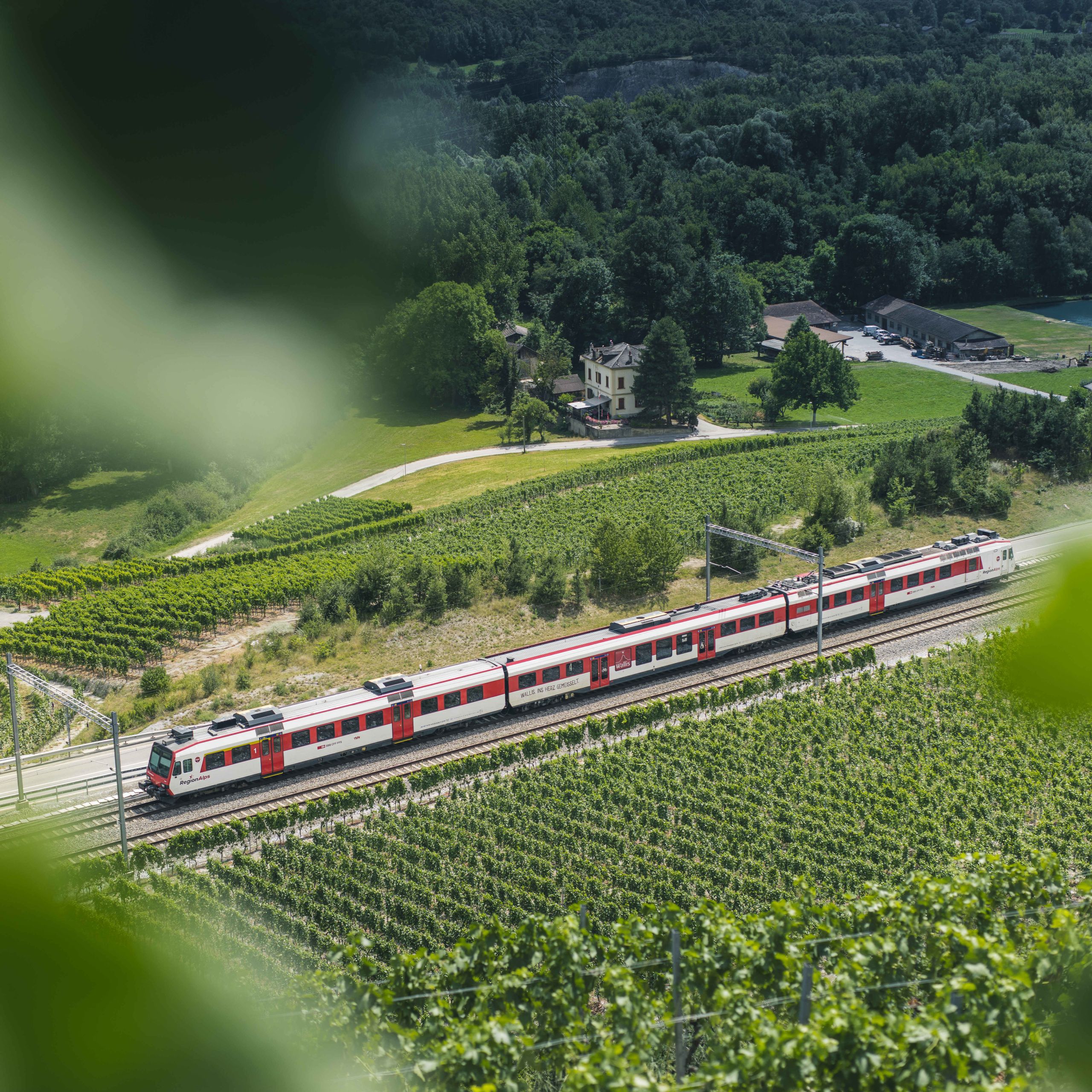 Train régional valaisan dans les vignes de Salgesch dans la région de Sierre, Valais, Suisse
