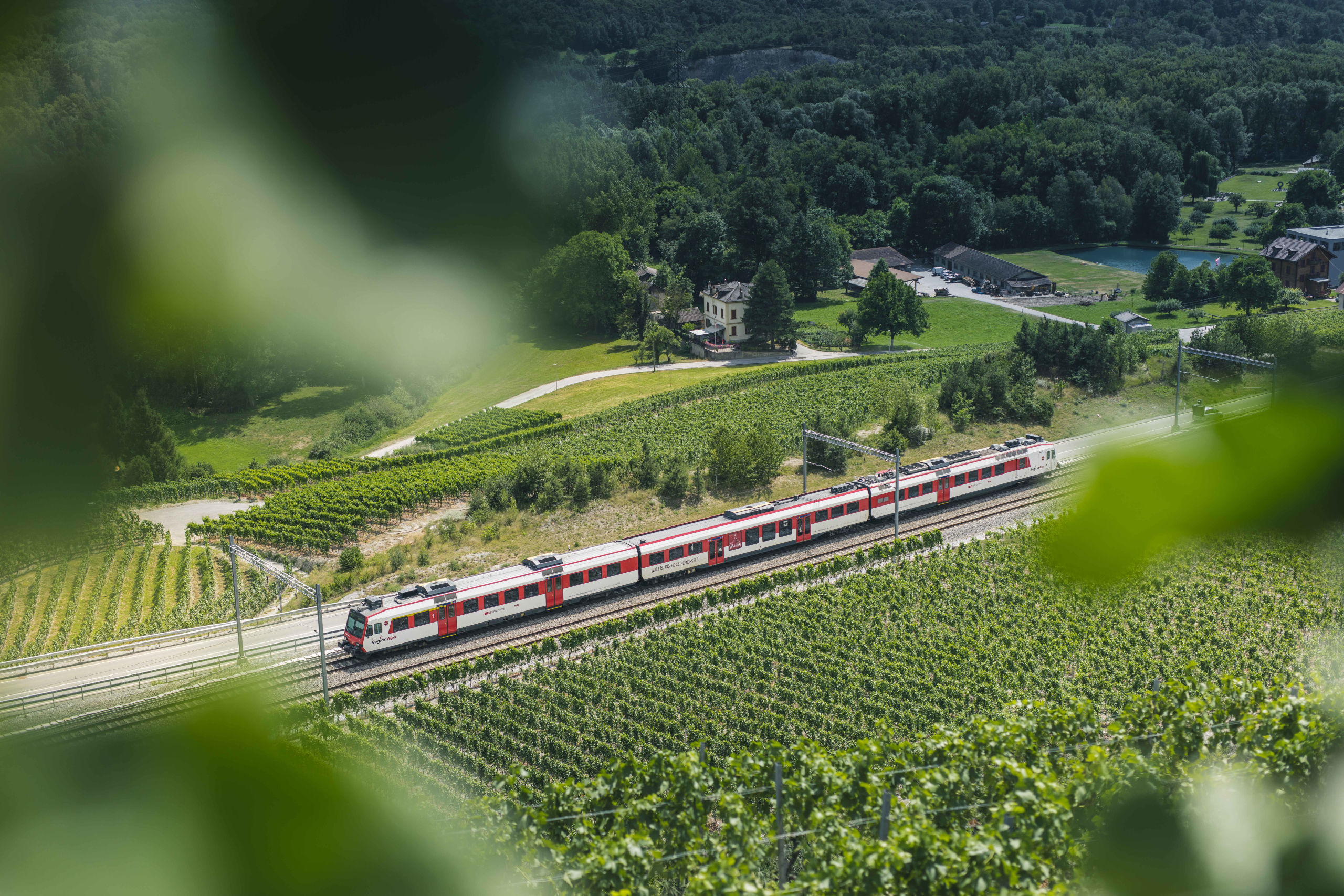 Walliser Regionalzug in den Weinbergen von Salquenen in der Region Siders, Wallis, Schweiz