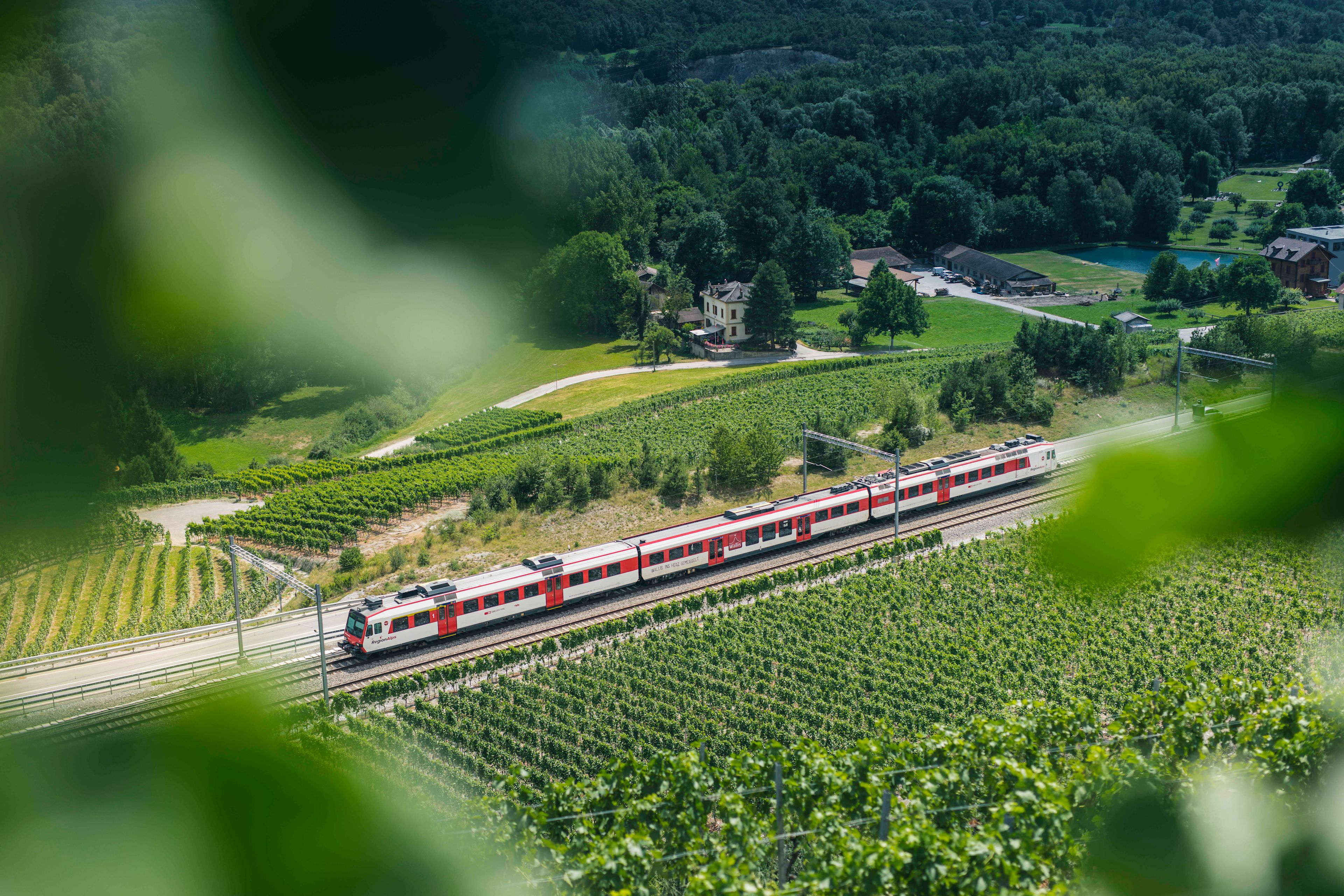Walliser Regionalzug in den Weinbergen von Salquenen in der Region Siders, Wallis, Schweiz