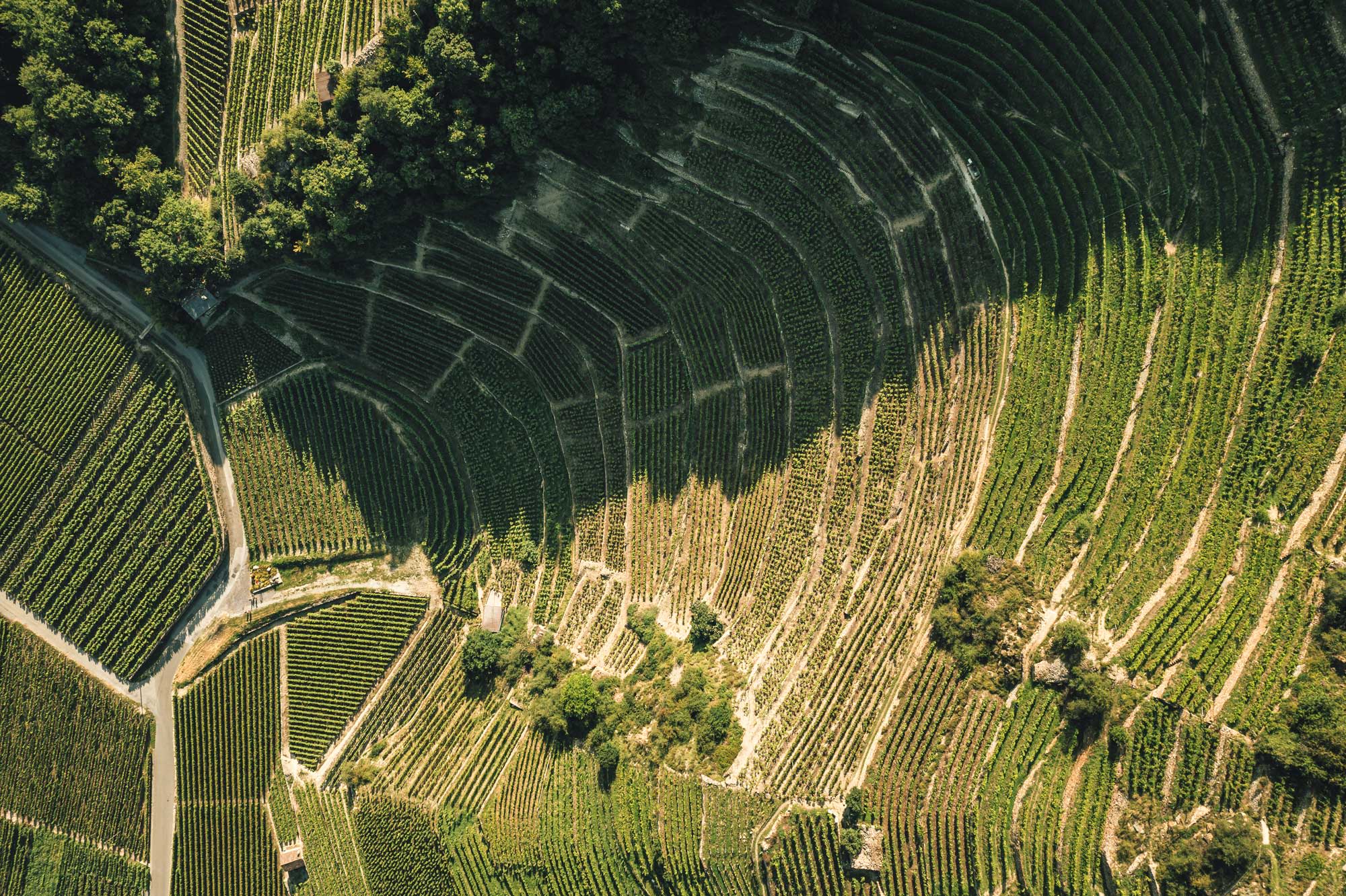 Die Weinbergterrassen von Fully, Wallis, Schweiz