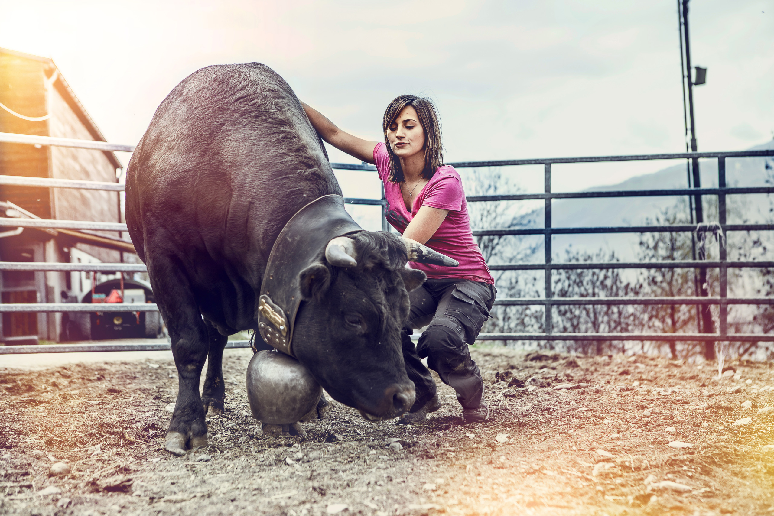 Woman with her fighting cow