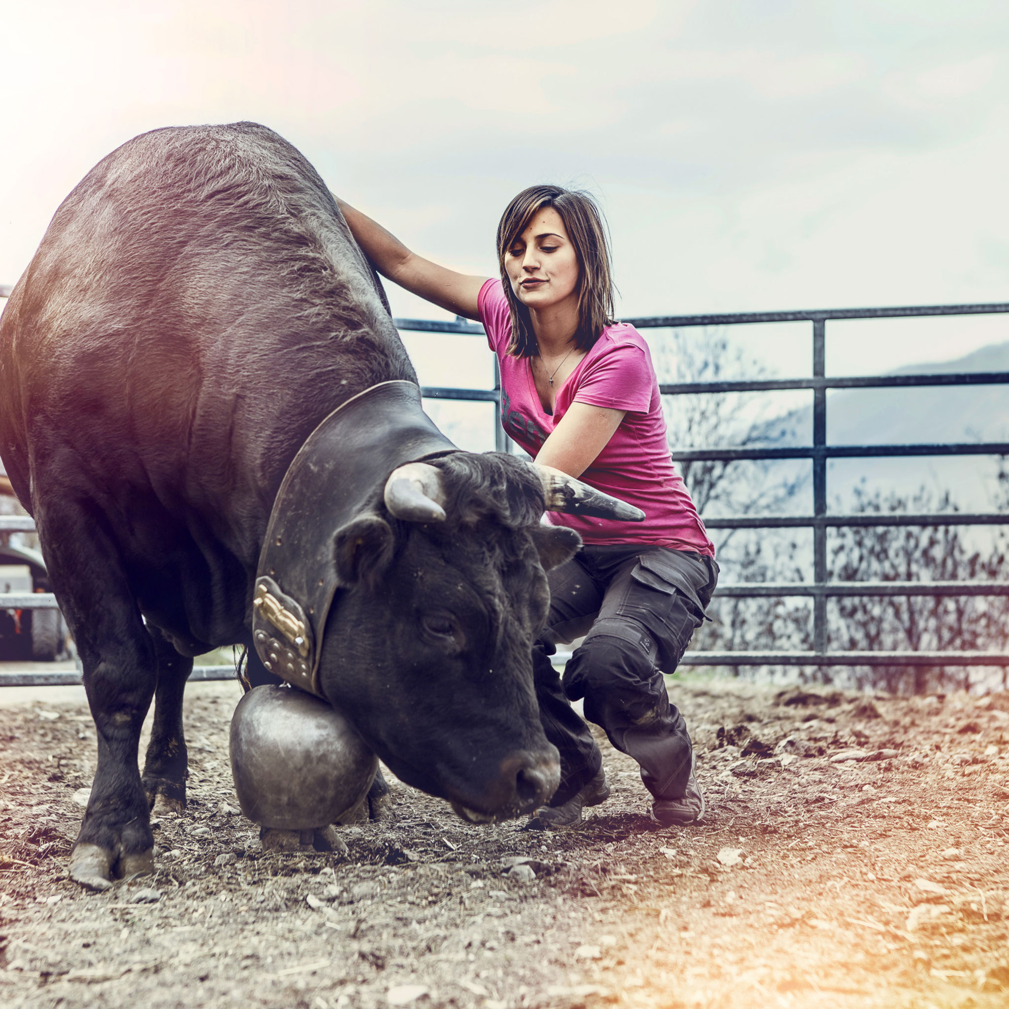 Woman with her fighting cow