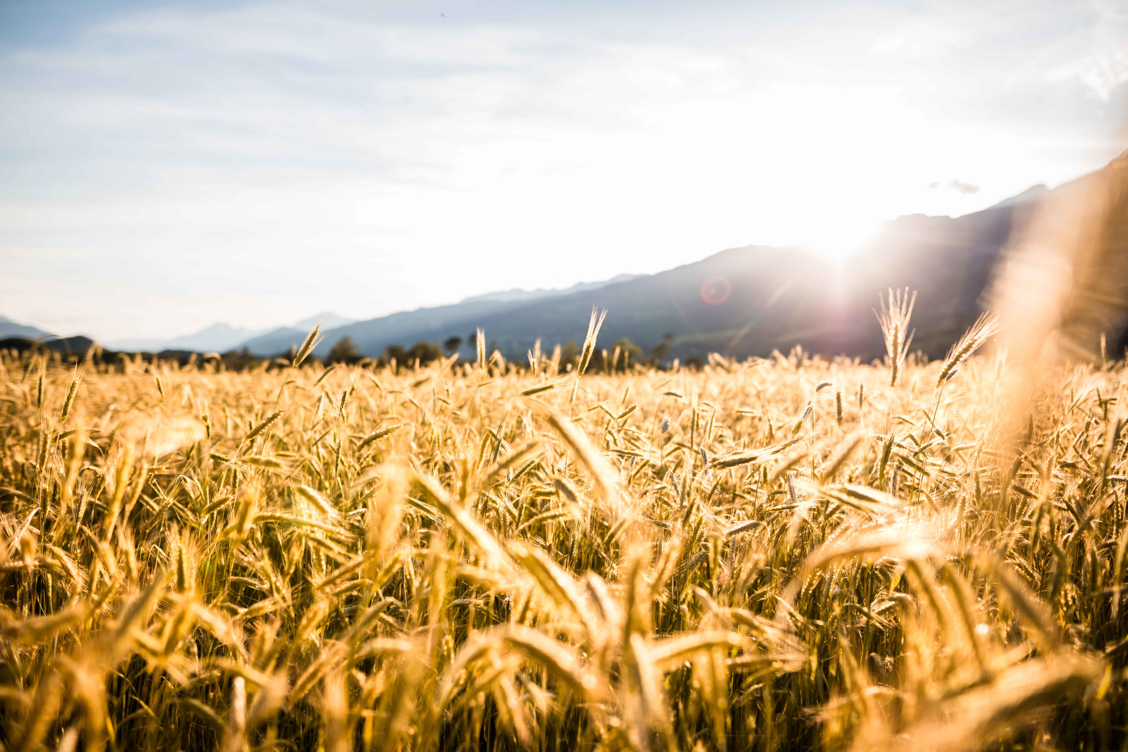 Wheat field, rye bread, Valais, Switzerland