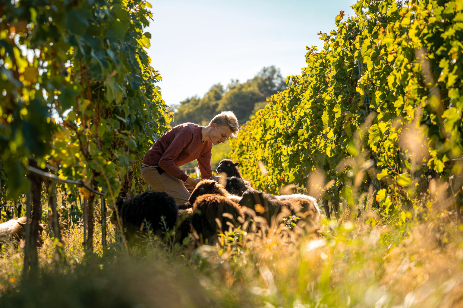 Les moutons d'Ouessant conviennent bien à la viticulture grâce à leur petite taille, Valais, Suisse