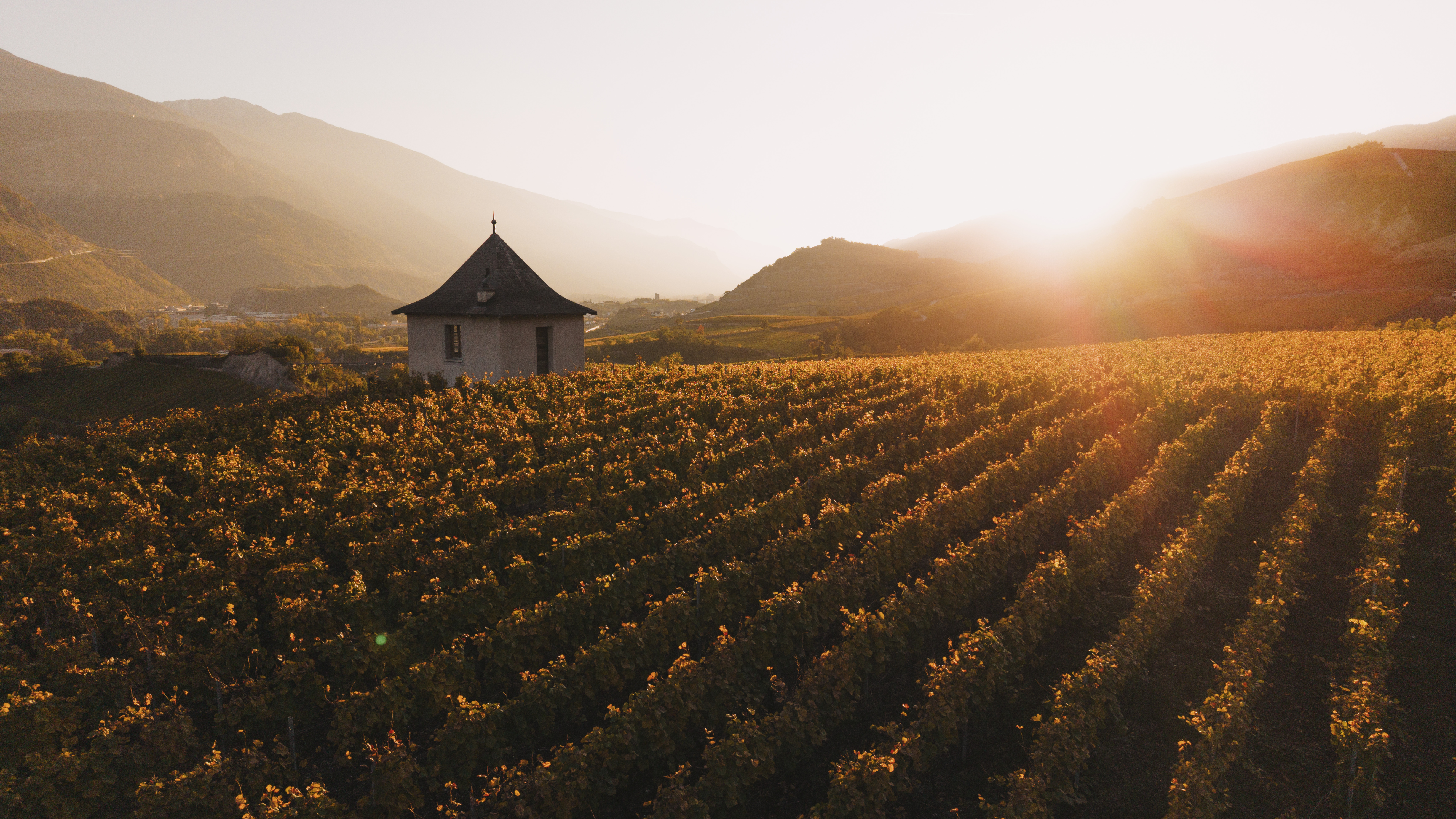 Petit bâtiment au cœur des vignobles automnaux de Salquenen dans la lumière du soir, Valais, Suisse