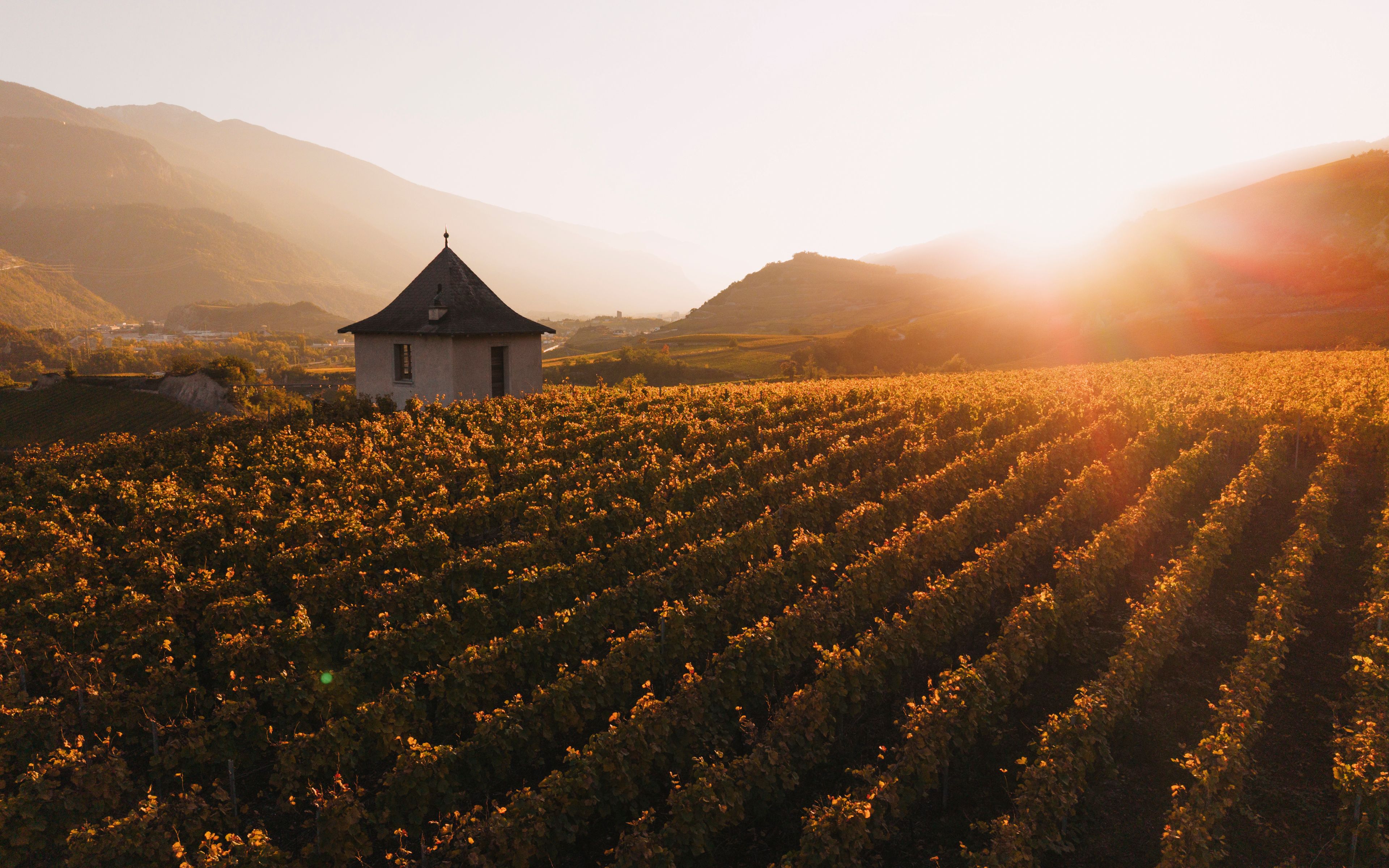 Petit bâtiment au cœur des vignobles automnaux de Salquenen dans la lumière du soir, Valais, Suisse