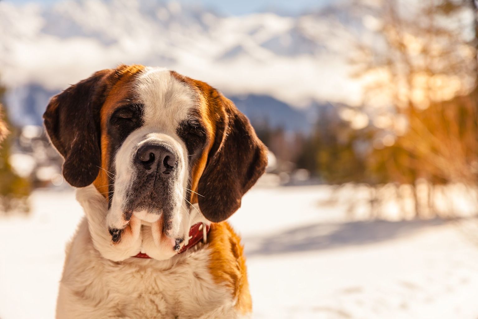 Porträt eines St. Bernhardshunds im Winter, mit verschneiten Bergen im Hintergrund