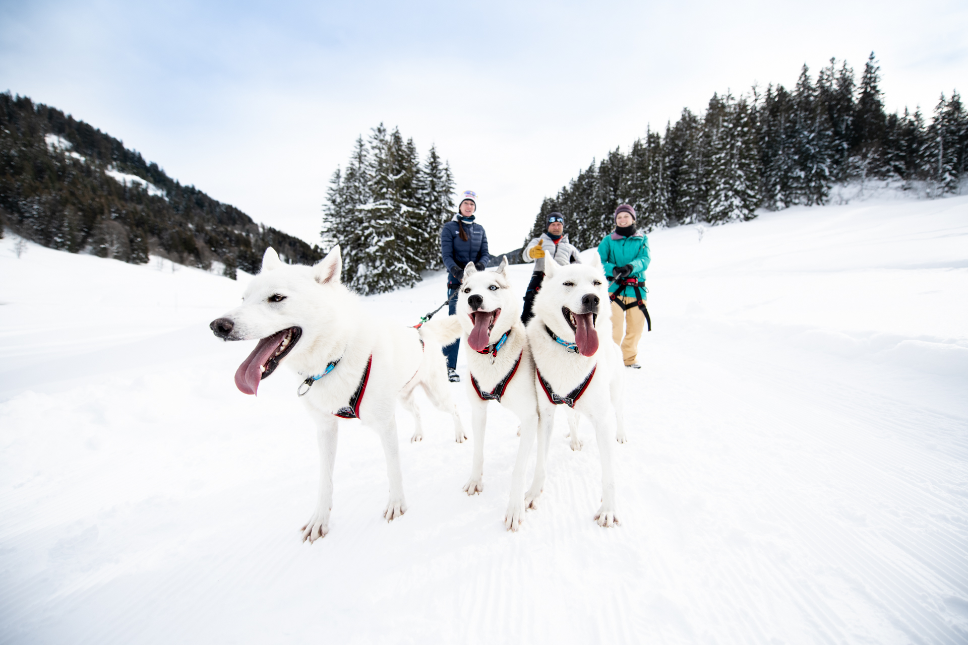 Trois huskys guidant des randonneurs dans la neige lors d’une husky-rando avec fondue à Morgin