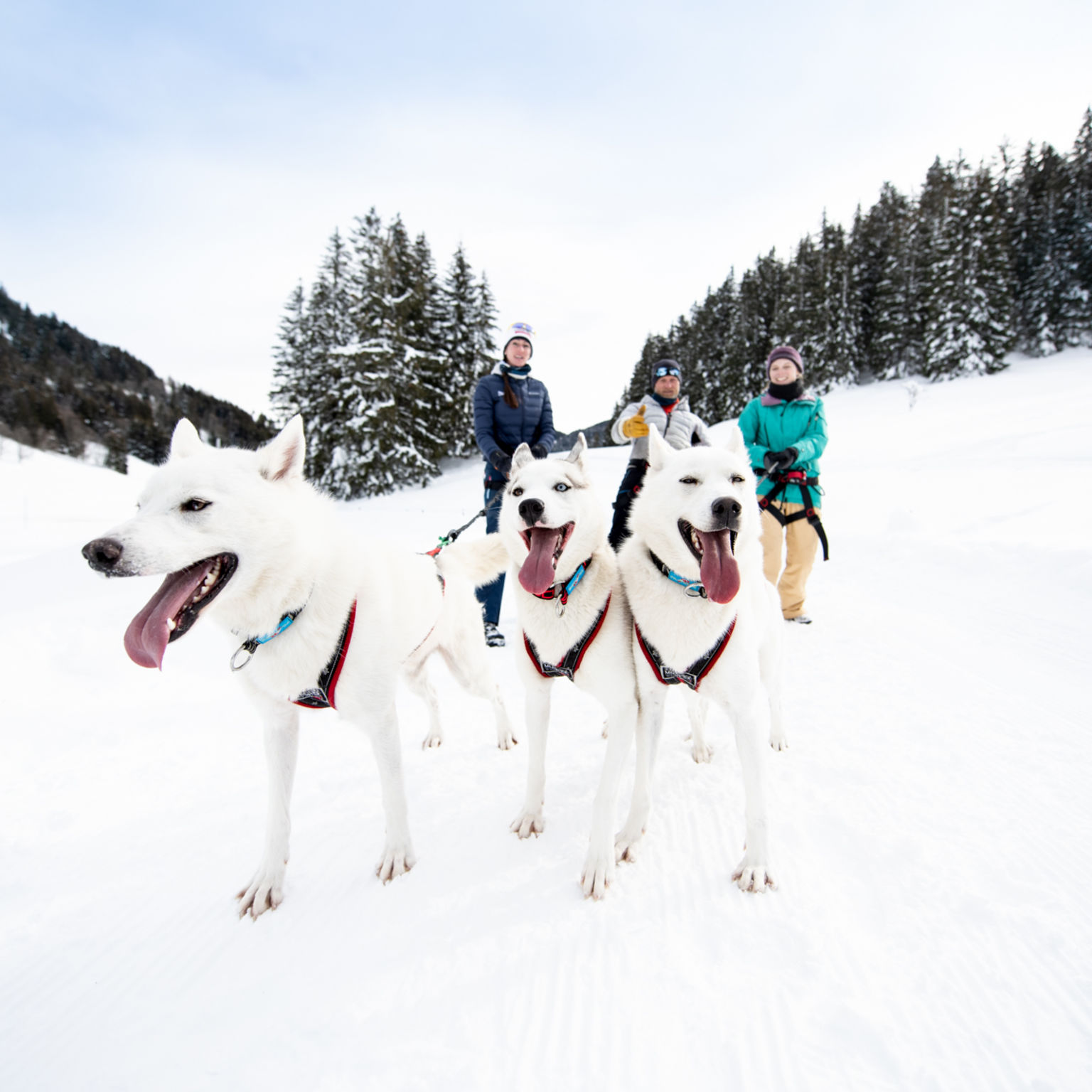 Trois huskys guidant des randonneurs dans la neige lors d’une husky-rando avec fondue à Morgin