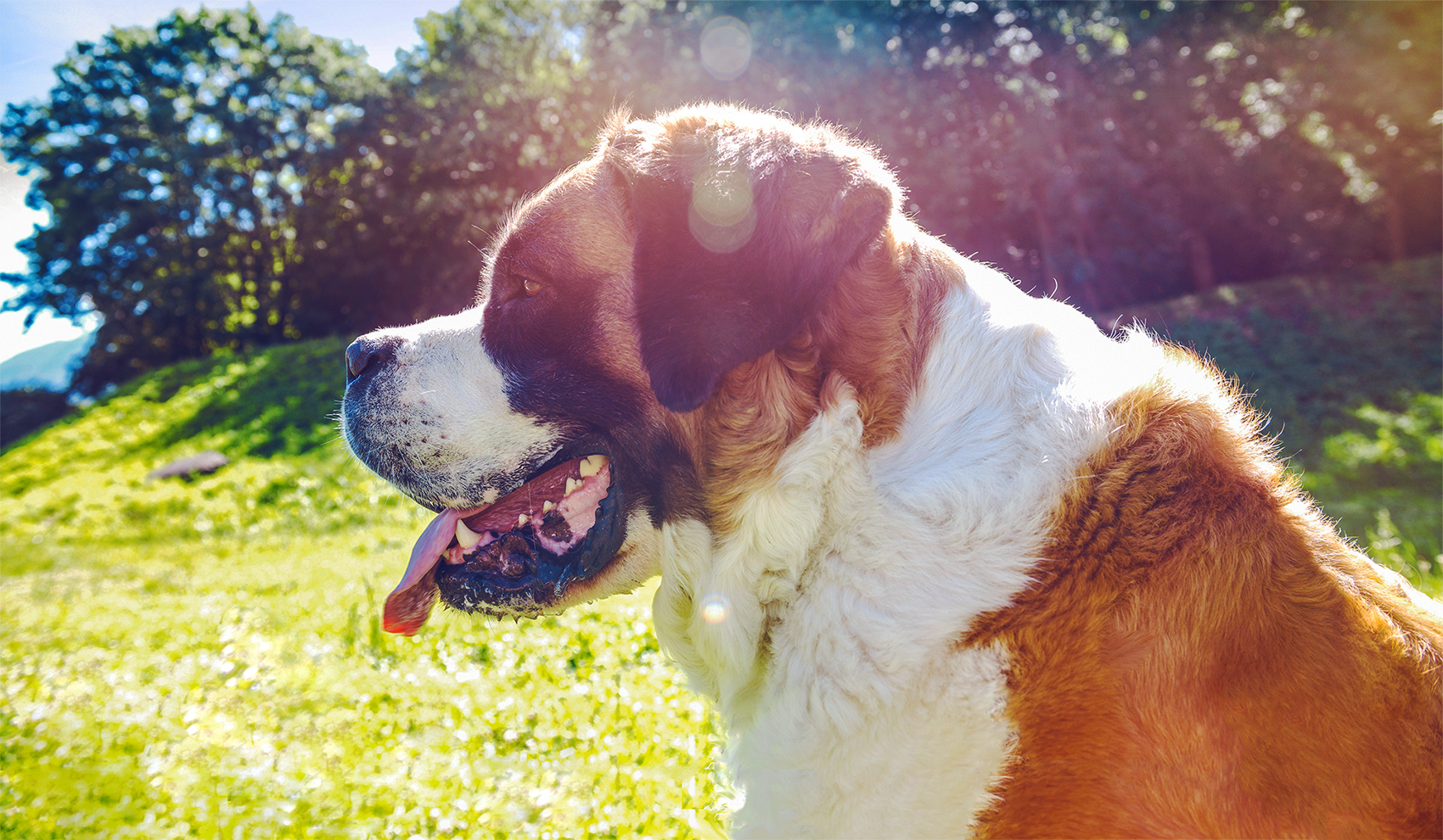 Saint Bernard Dog, Valais