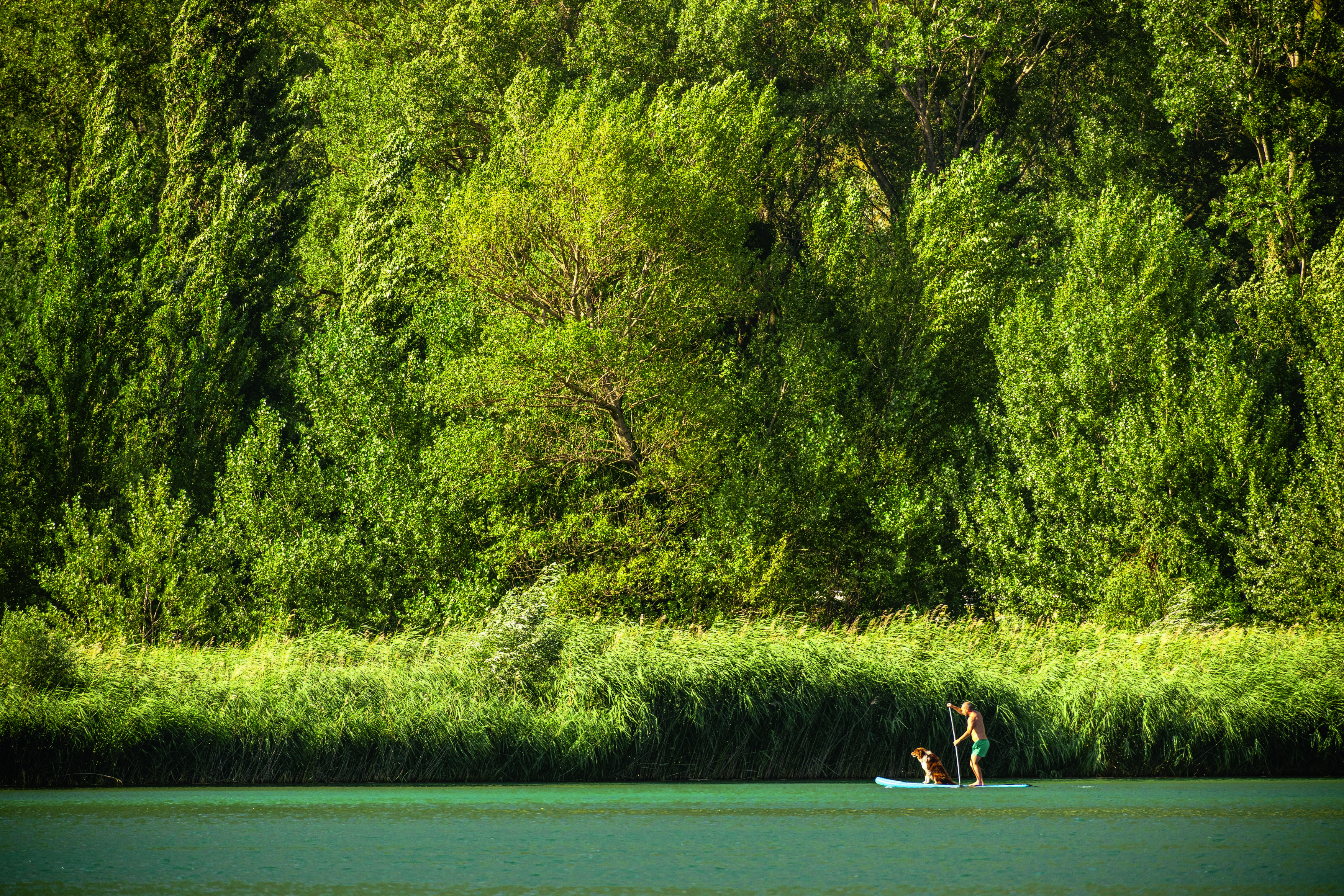 Personne pratiquant le stand up paddle sur un lac calme avec rive boisée à Martigny, Valais, Suisse
