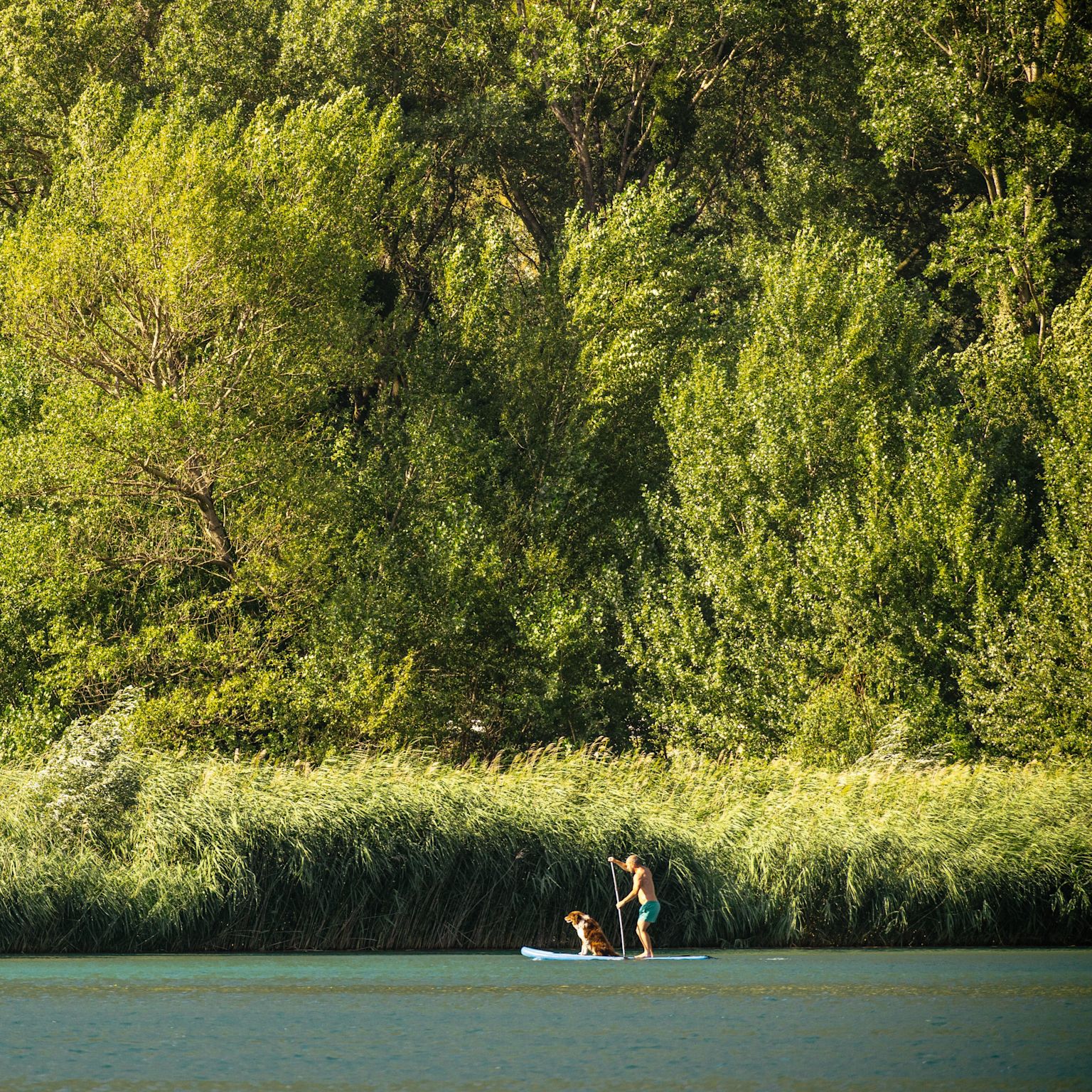 Person beim Stand-up-Paddling auf einem ruhigen See mit bewaldetem Ufer bei Martigny, Wallis, Schweiz