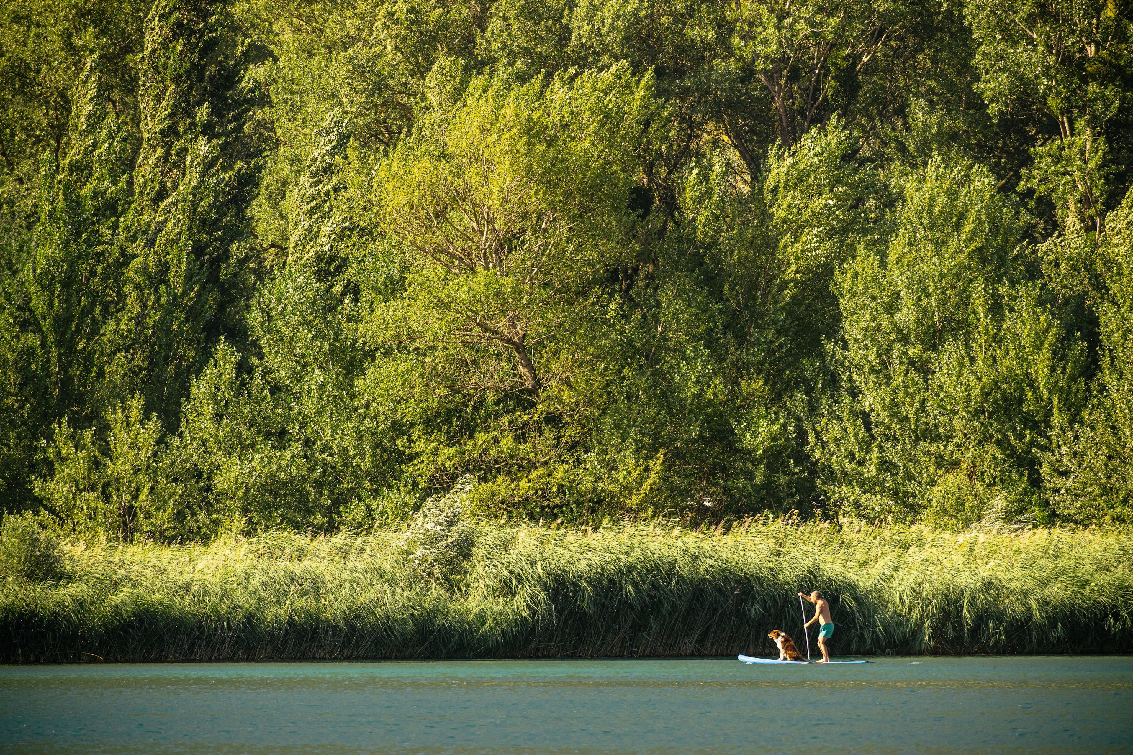 Person beim Stand-up-Paddling auf einem ruhigen See mit bewaldetem Ufer bei Martigny, Wallis, Schweiz
