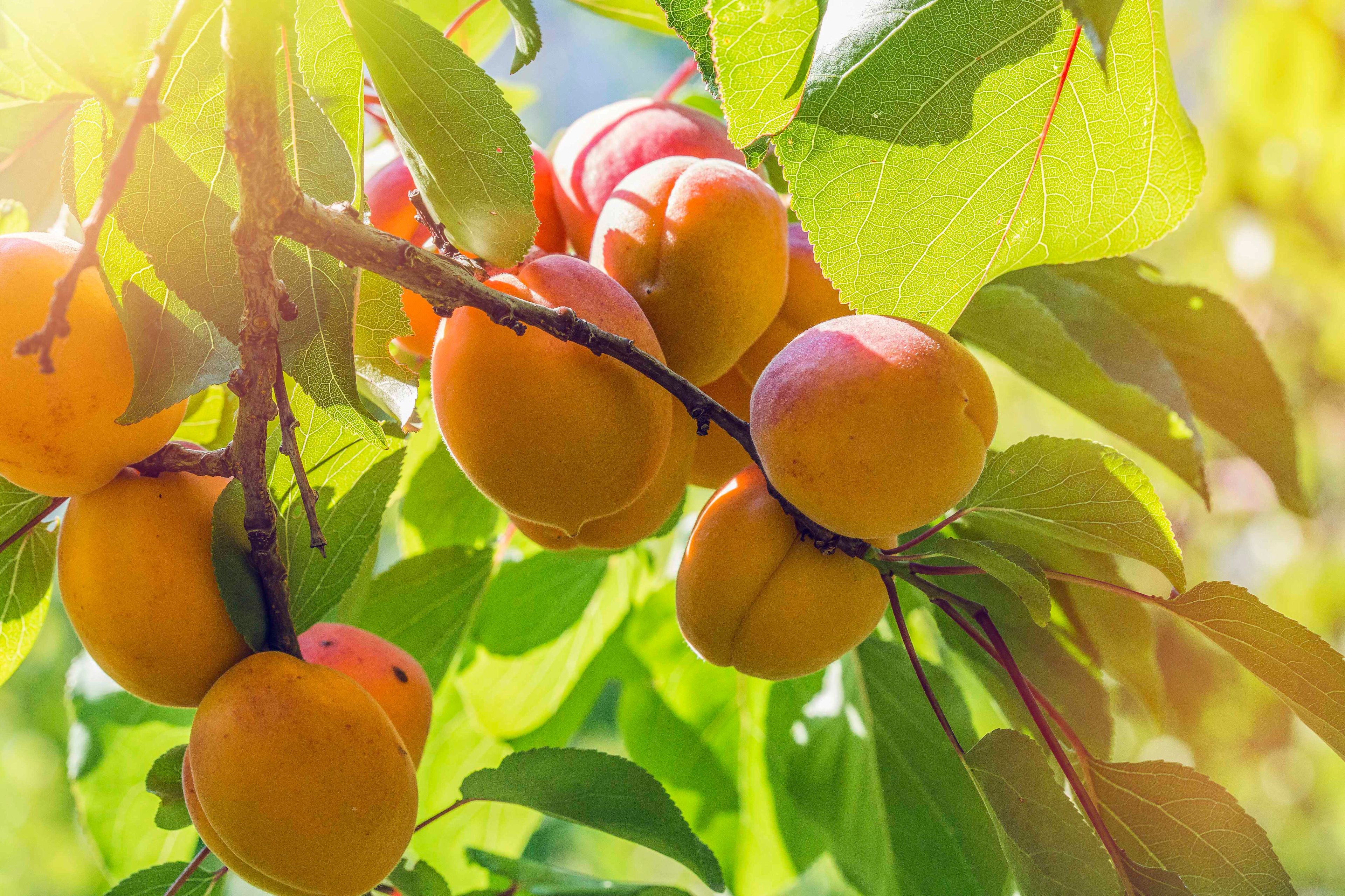 Valais apricots, Valais brand