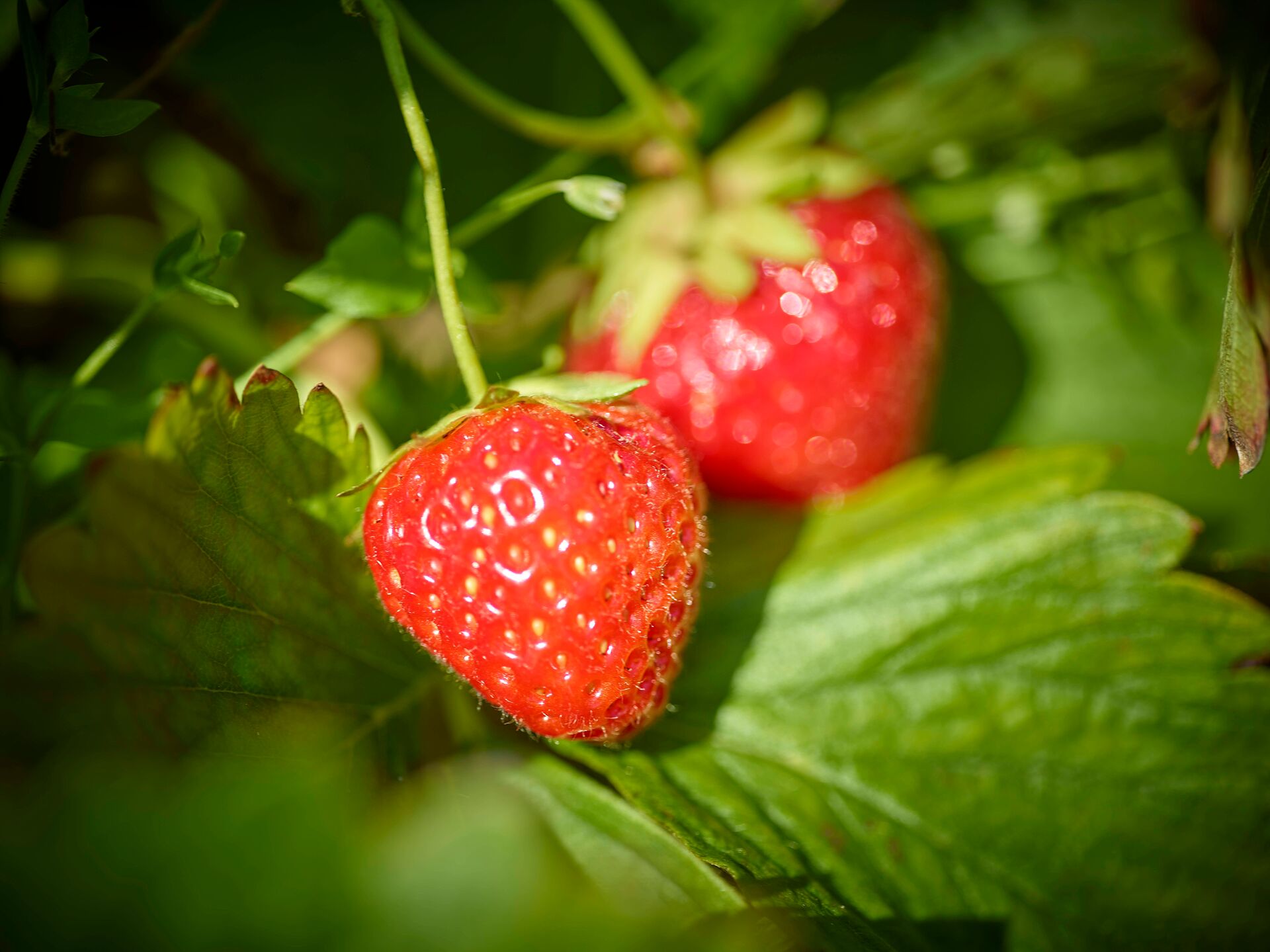 Reife Walliser Erdbeeren an der Pflanze im Sonnenlicht