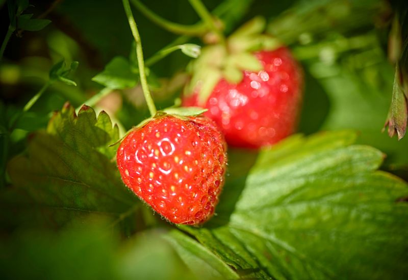 Reife Walliser Erdbeeren an der Pflanze im Sonnenlicht