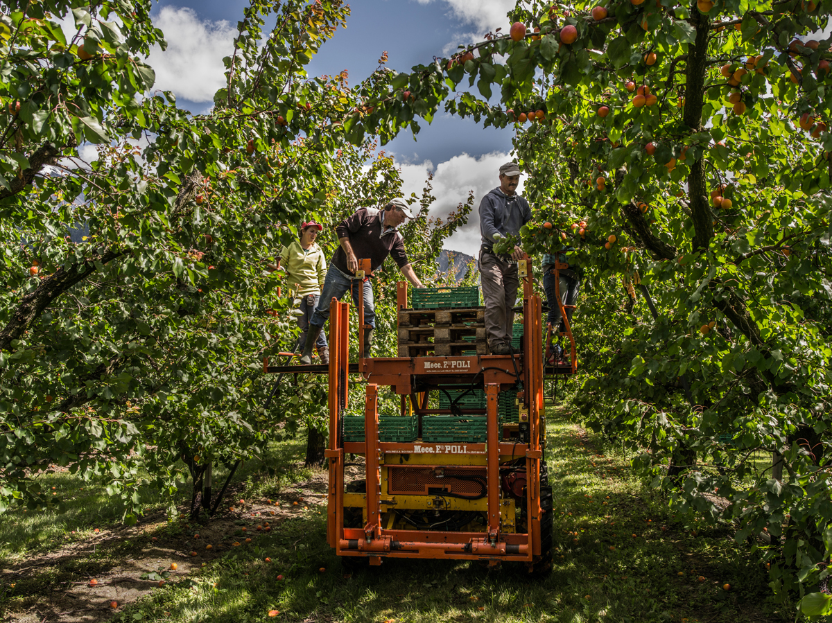 Das Wallis ist der grösste Aprikosenproduzent der Schweiz.