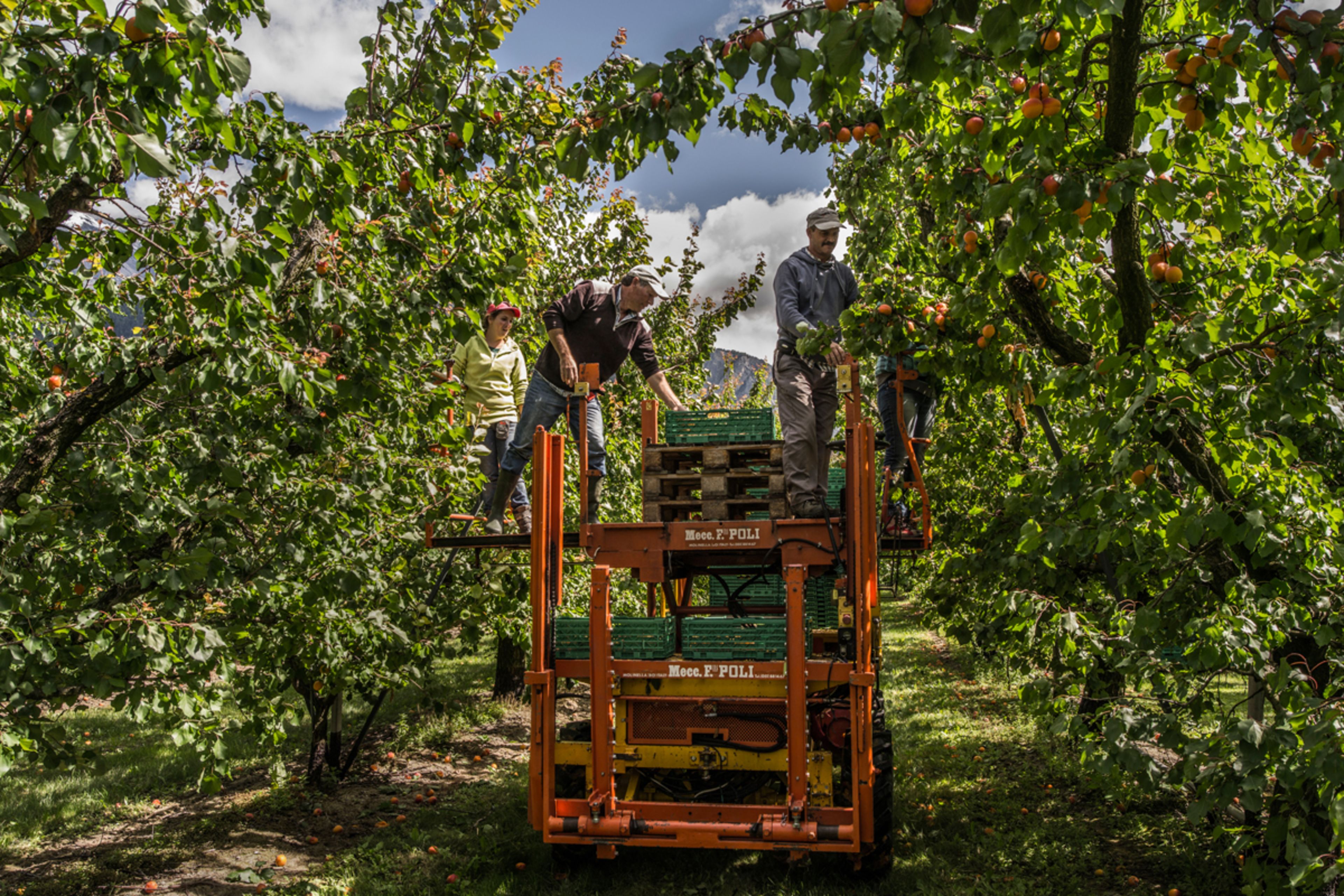 Valais is the most important apricots producer of Switzerland.