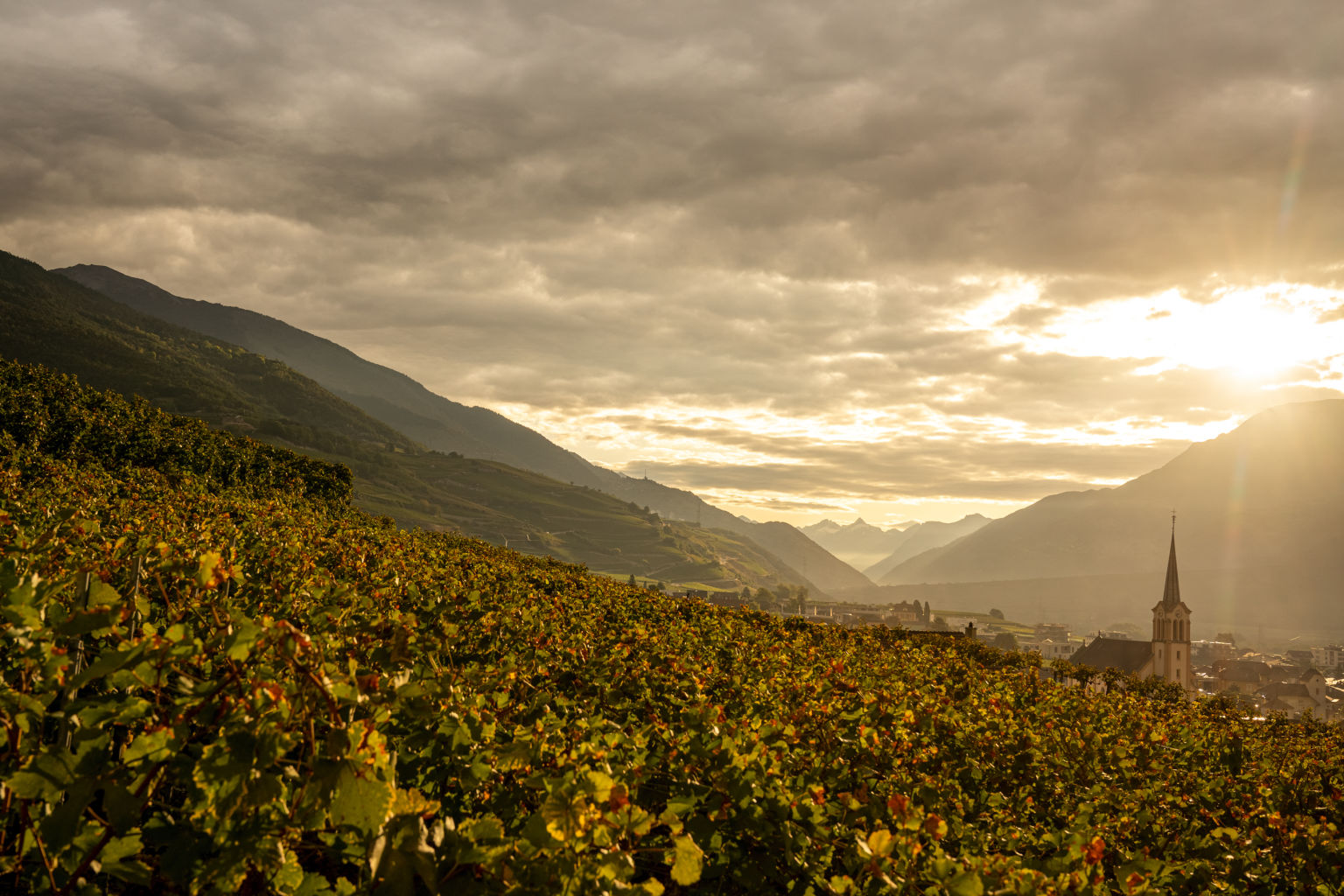 vineyard Salgesch, Valais, Switzerland