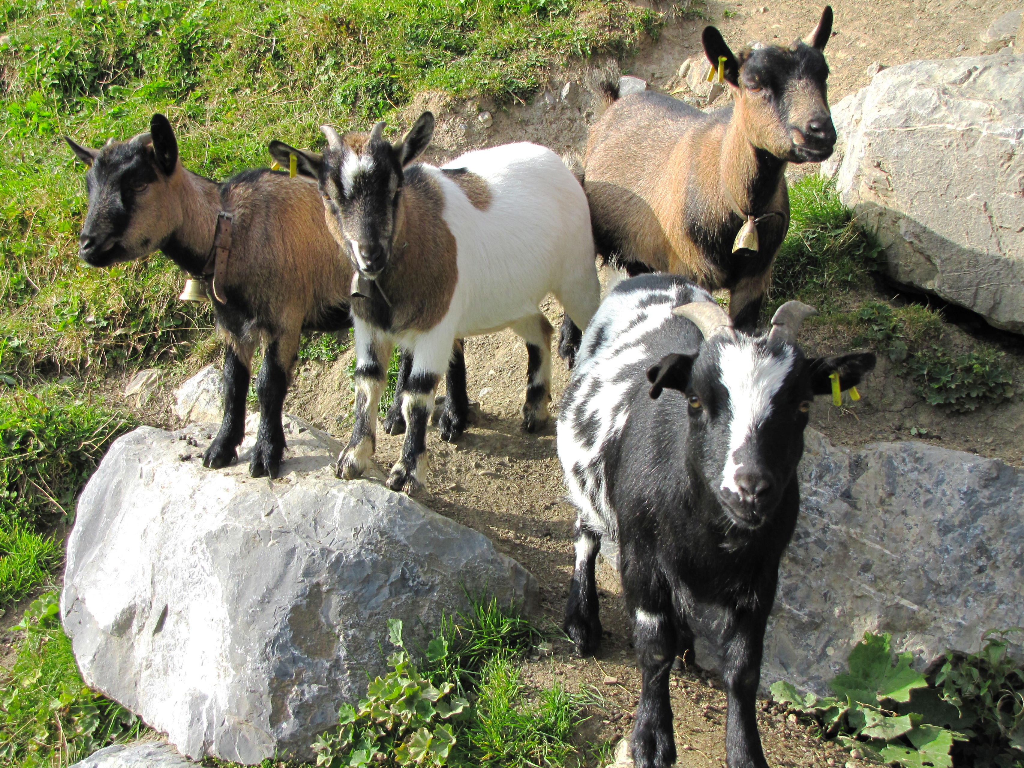 Wildlife park, pygmy goats, Le Relais, Les Crosets, Valais