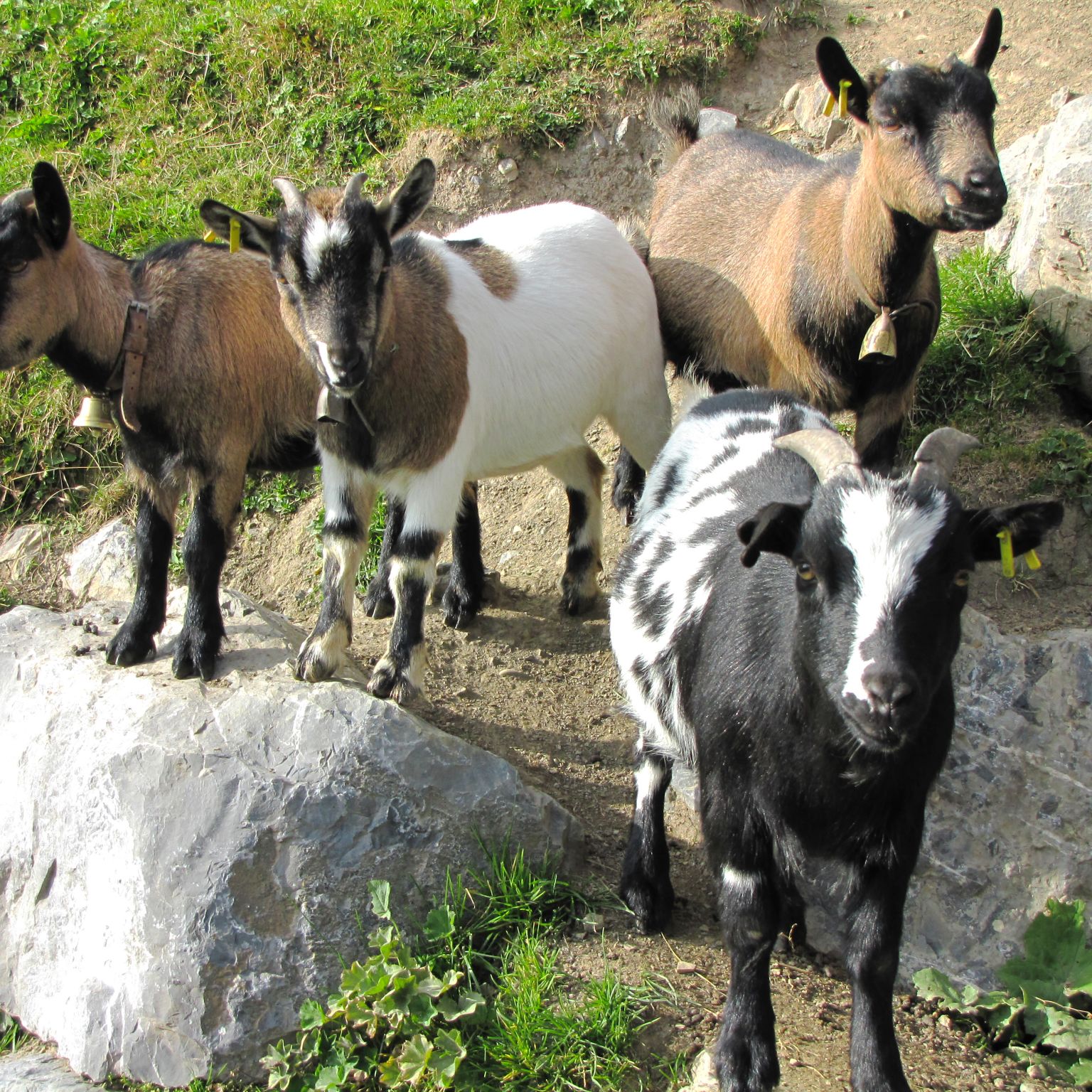 Parc animalier, chèvres naines, Le Relais, Les Crosets, Valais