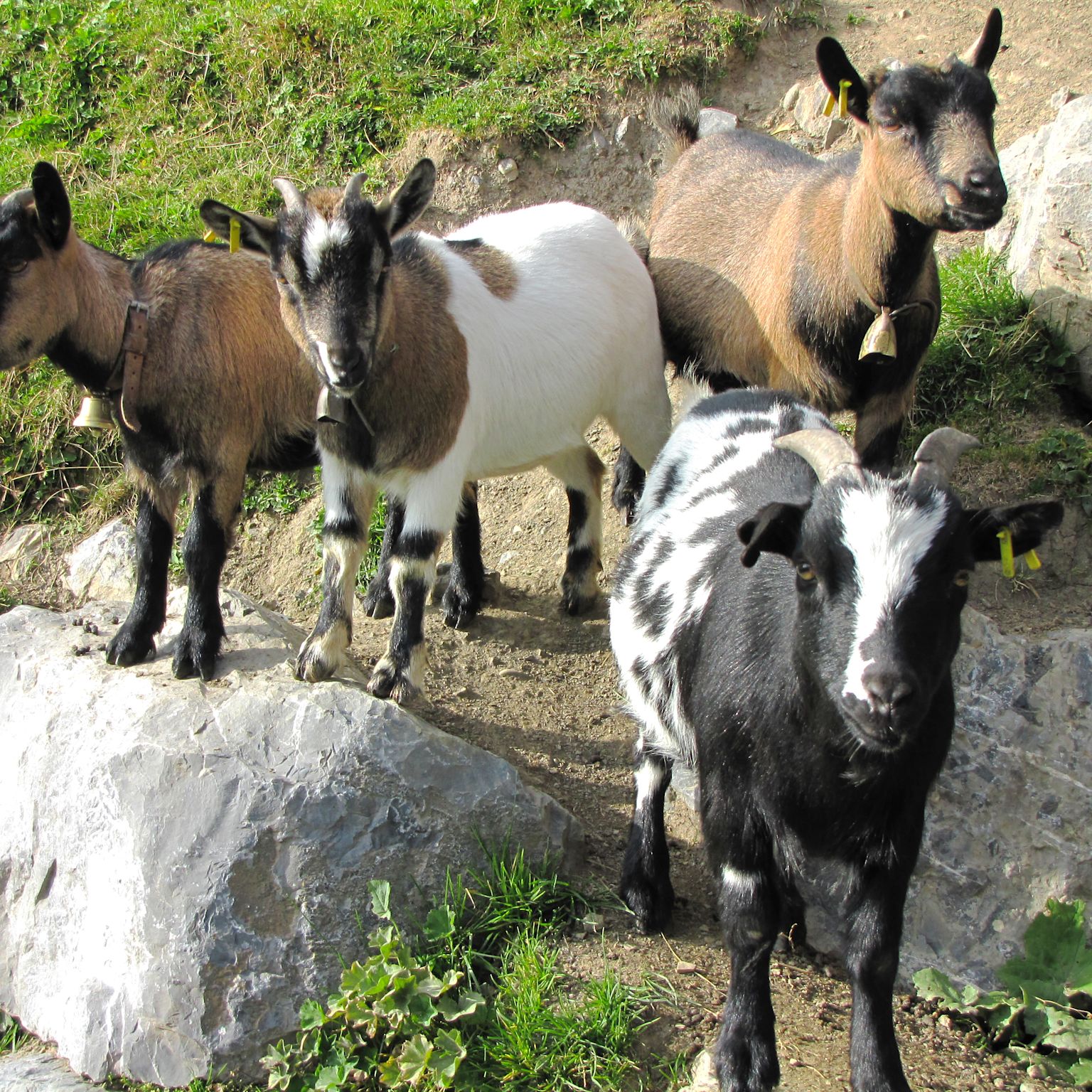 Tierparks, Zwergziegen, Le Relais, Les Crosets, Wallis