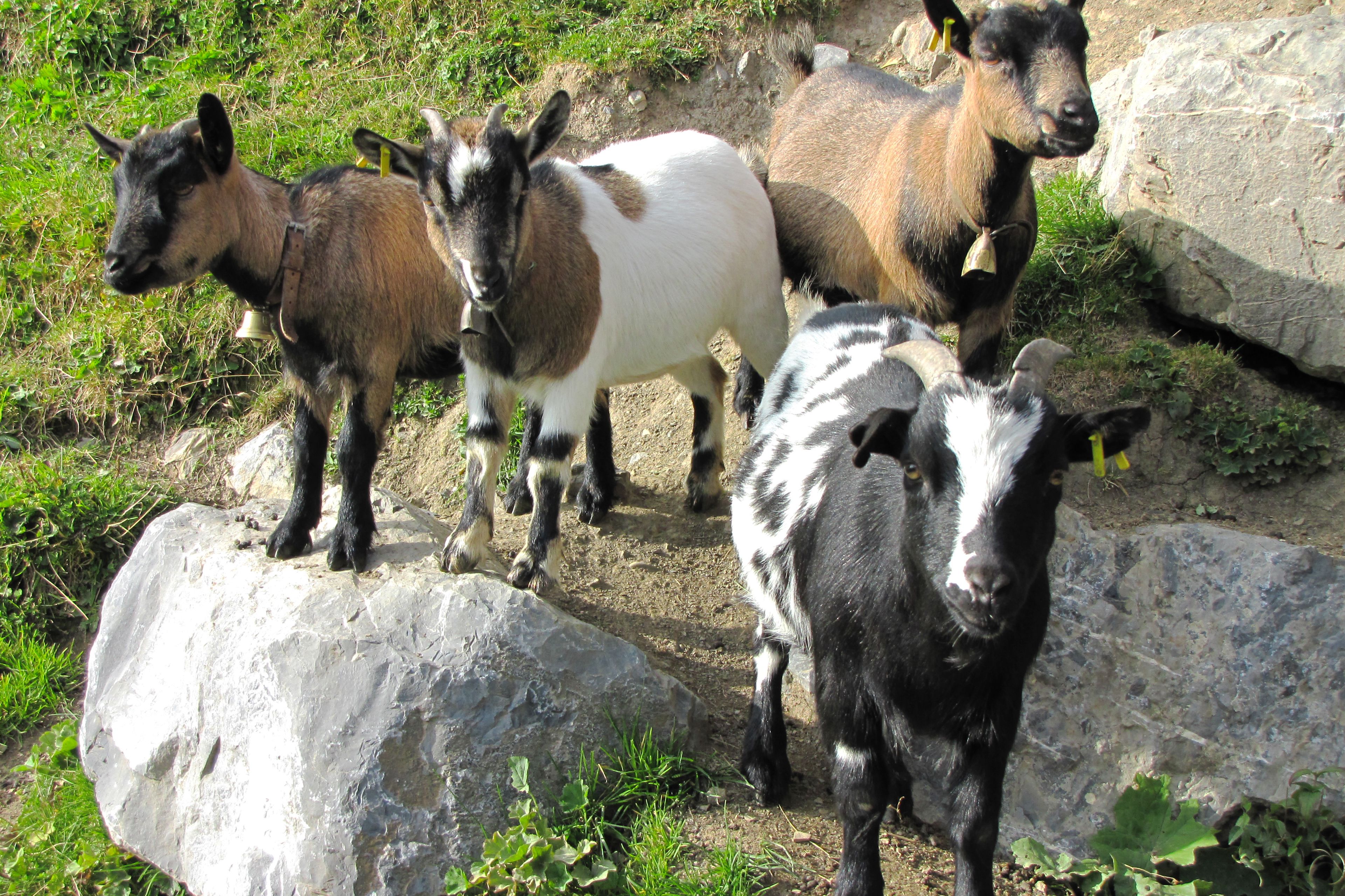 Wildlife park, pygmy goats, Le Relais, Les Crosets, Valais