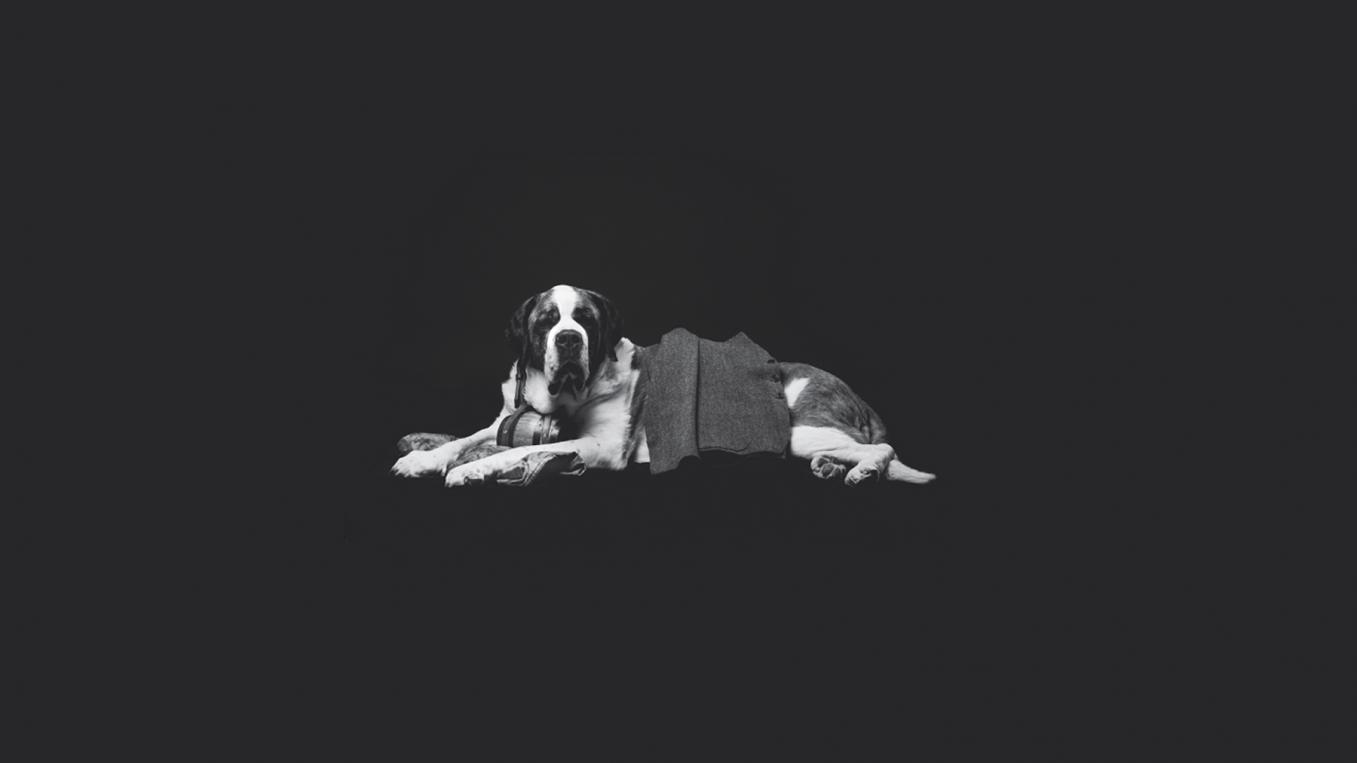 St. Bernard dog with veston 