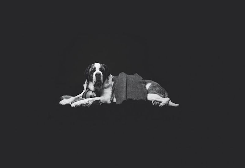 St. Bernard dog with veston