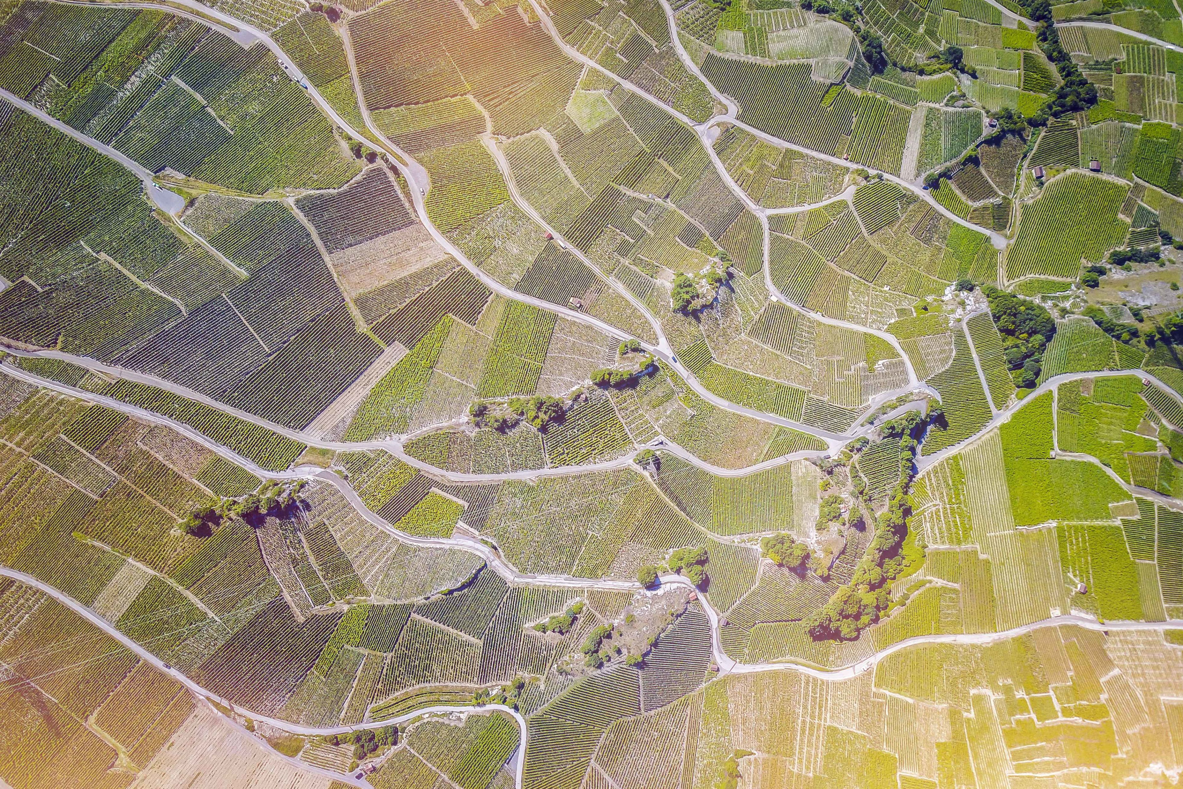 Vue aérienne du vignoble valaisan avec les différentes parcelles, Valais Suisse