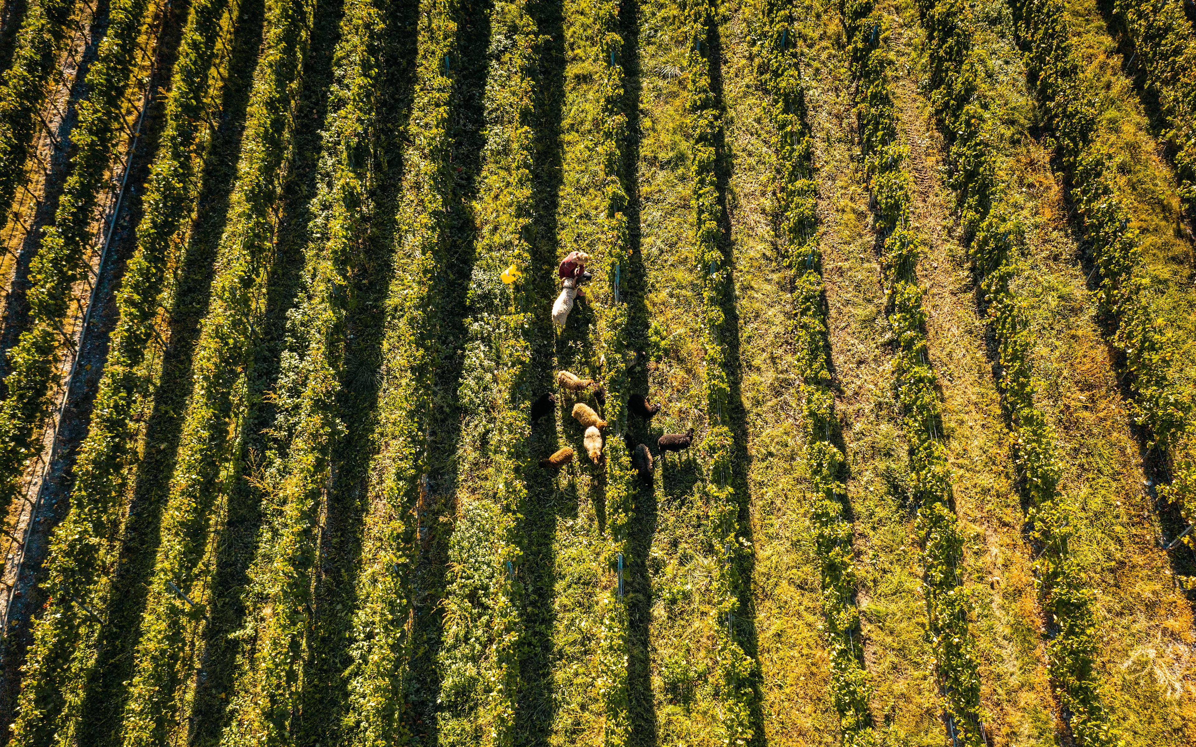 Moutons dans les vignobles de la Cave du Rhodan, durabilité, viticulture en Valais, innovation, Suisse