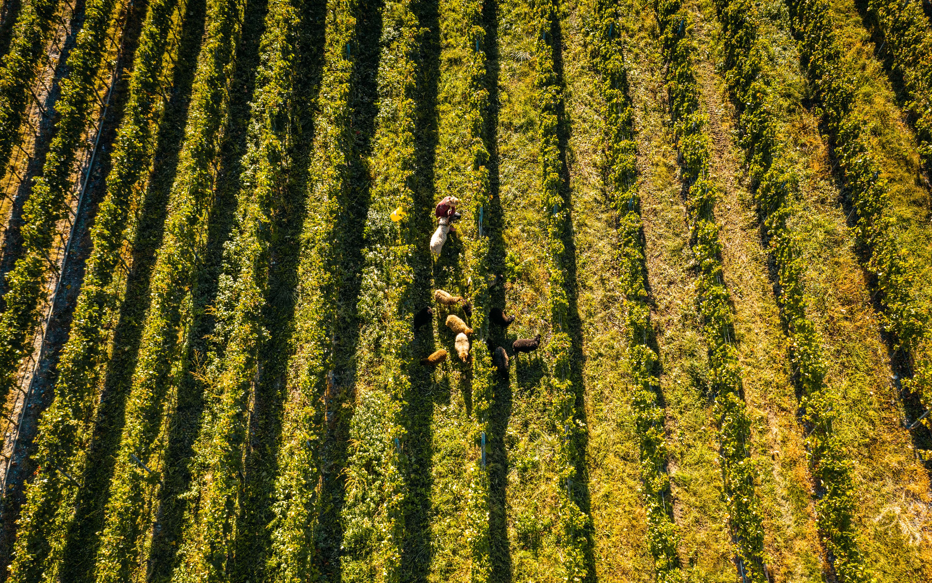 Schafe in den Weinbergen des Rhodan-Kellers, Nachhaltigkeit, Walliser Wein, Wallis, Schweiz