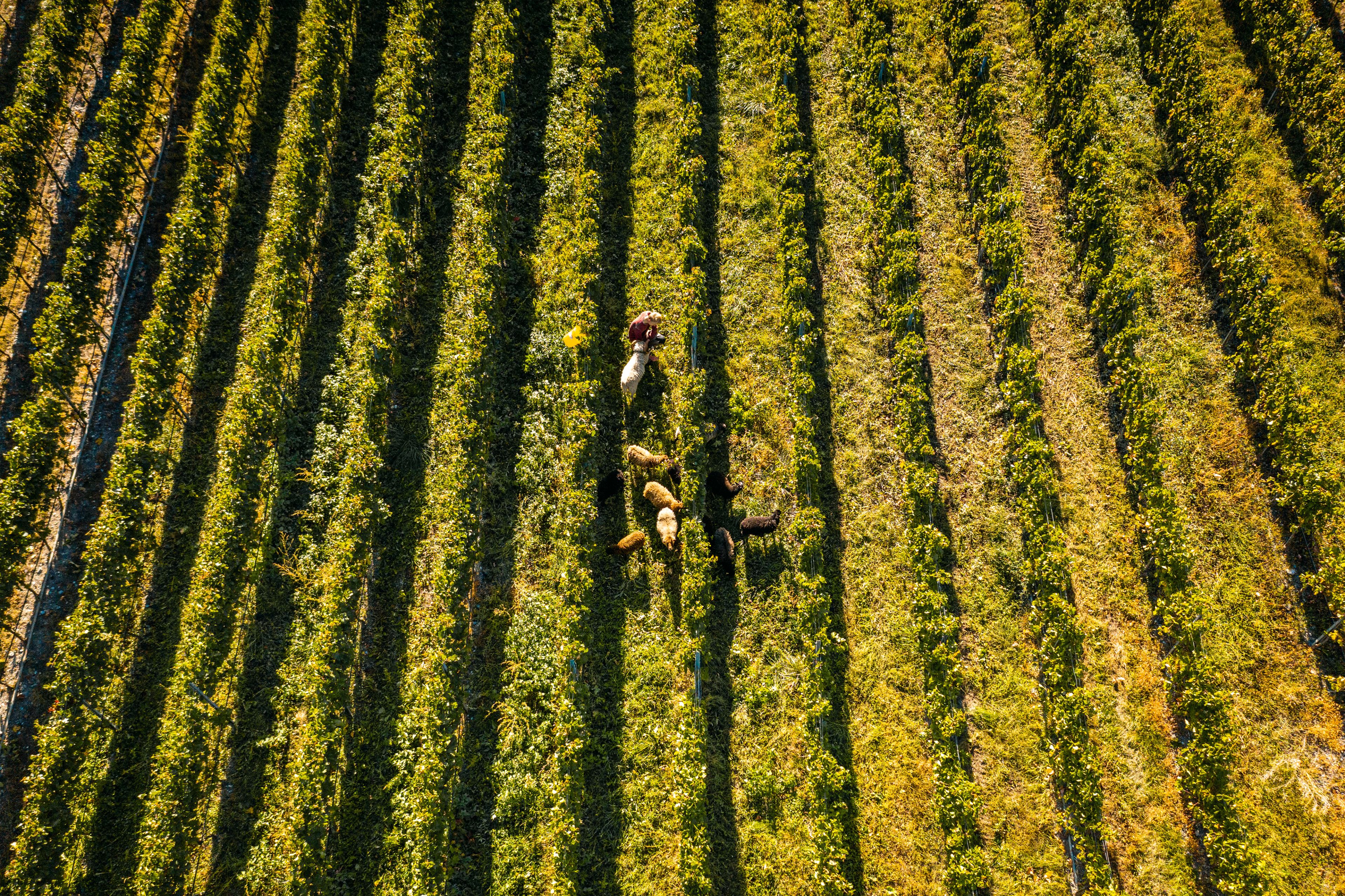 Schafe in den Weinbergen des Rhodan-Kellers, Nachhaltigkeit, Walliser Wein, Wallis, Schweiz