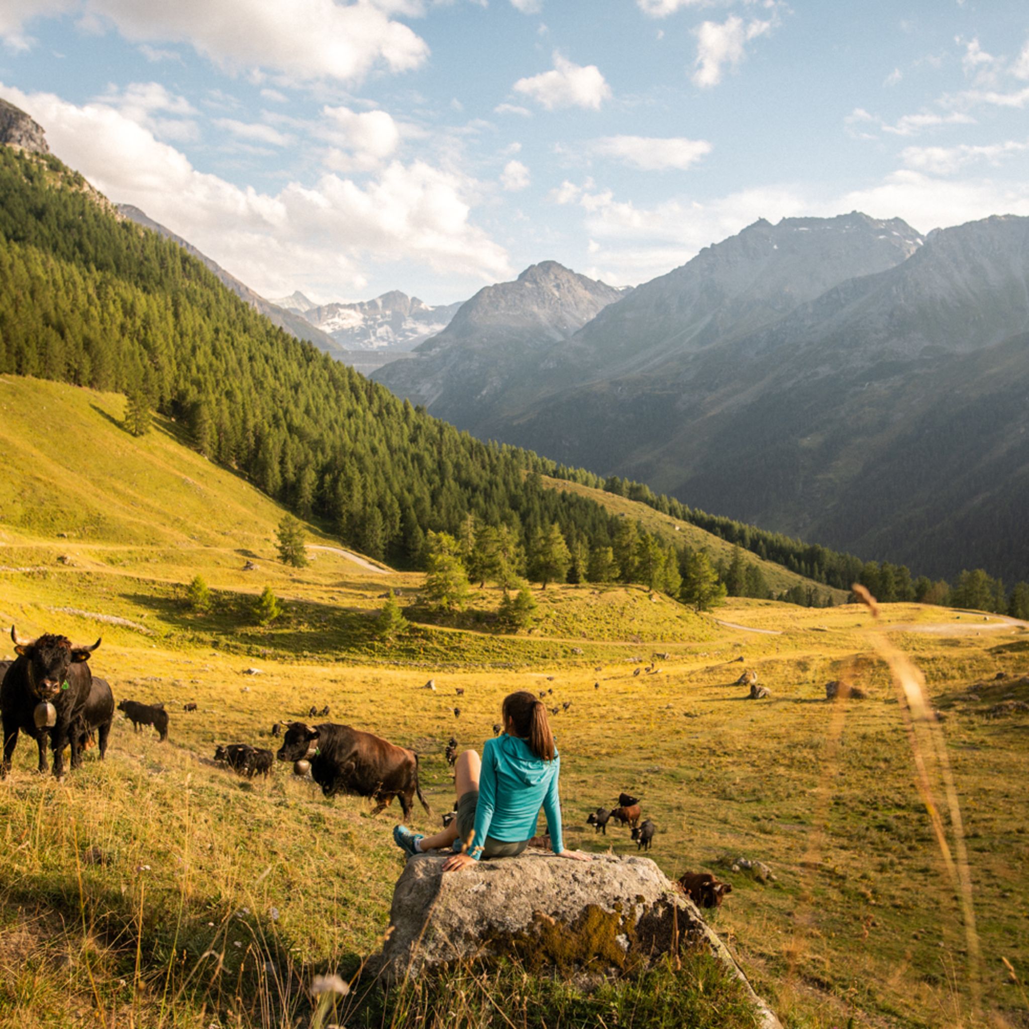 Morgane Seppey avec ses vaches d'Hérens sur l'Alp Mandelon, Val d'Hérens, Valais, Suisse
