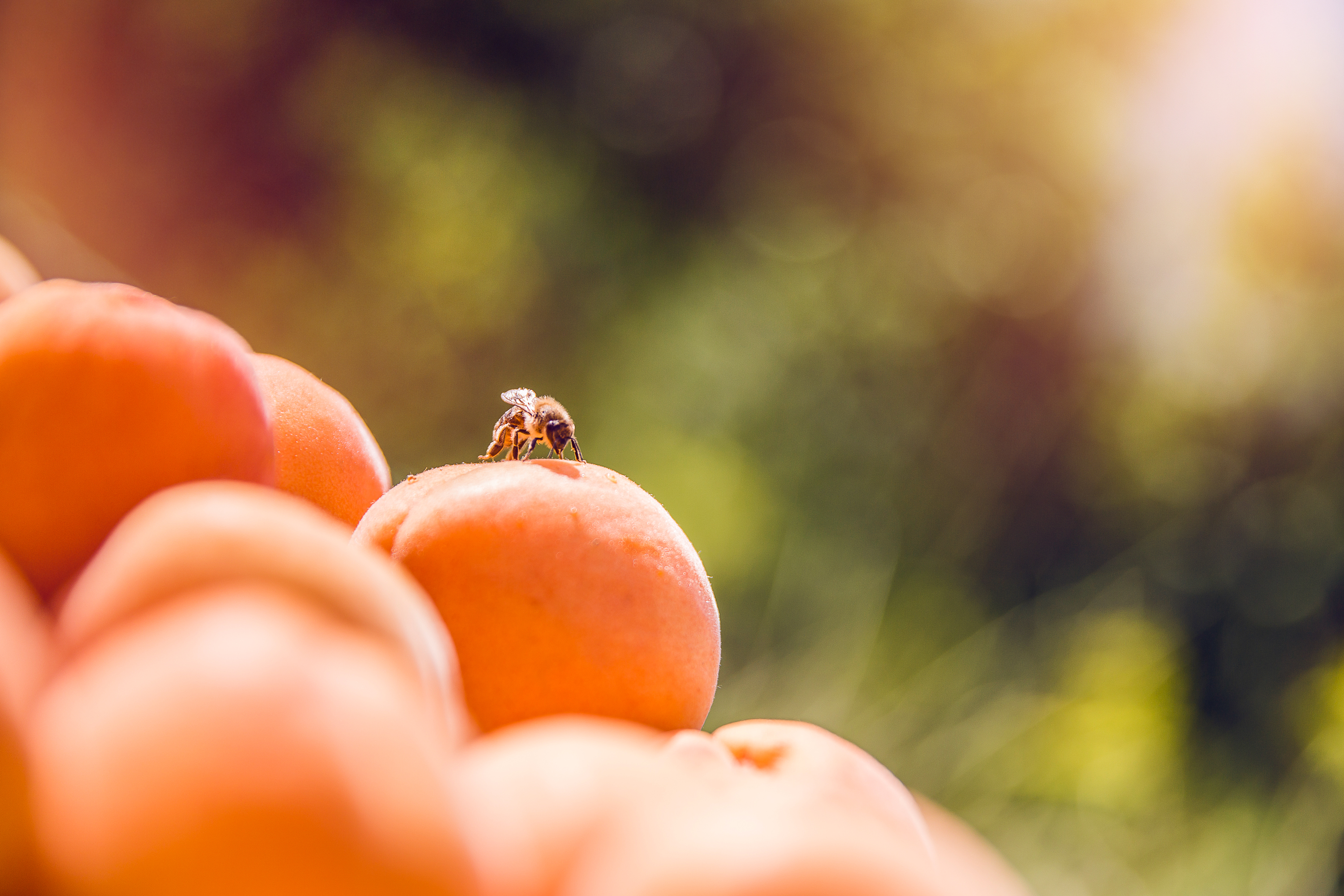 Walliser Aprikosen, Früchte, Biene, Wallis, Schweiz