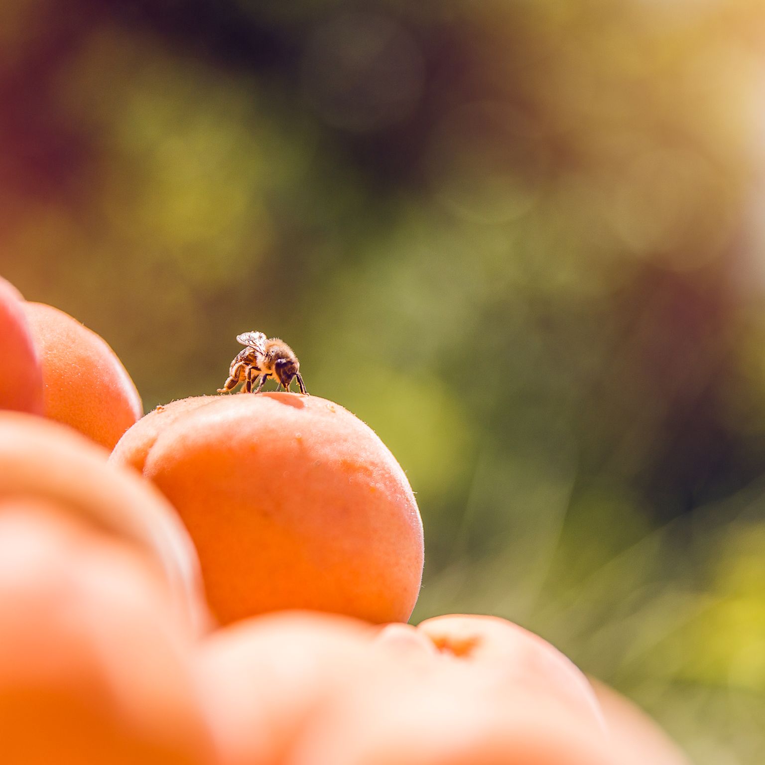 Walliser Aprikosen, Früchte, Biene, Wallis, Schweiz