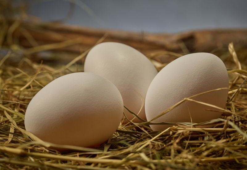 L'entreprise familiale a été fondée en 1976. Elle élève ses propres poules pondeuses et emballe leurs œufs ainsi que ceux d'autres élevages de poules locaux, en Valais, en Suisse