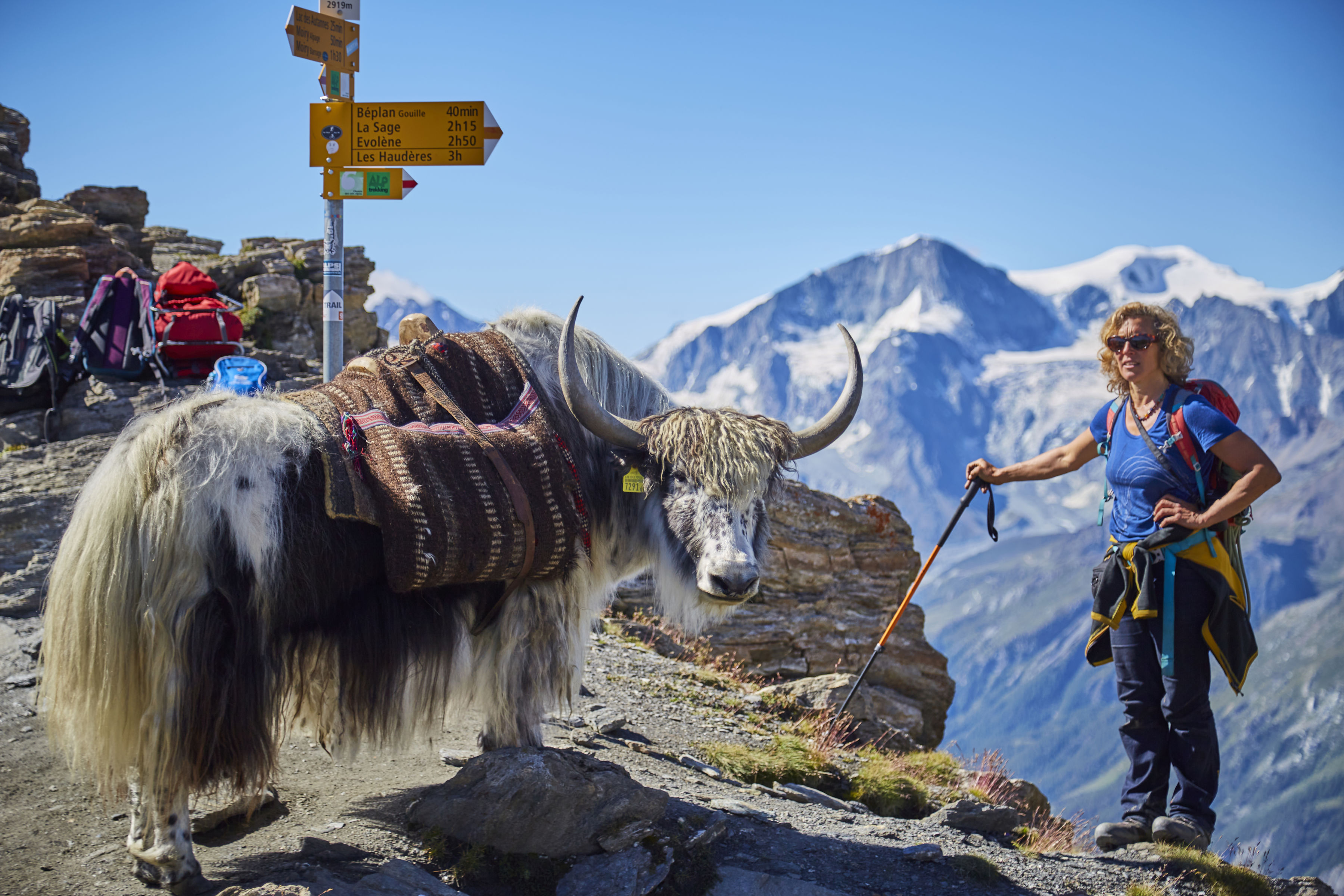 Rosula Blanc und ihre Yaks kennen das Val d'Hérens wie ihre Westentasche, wallis, schweiz