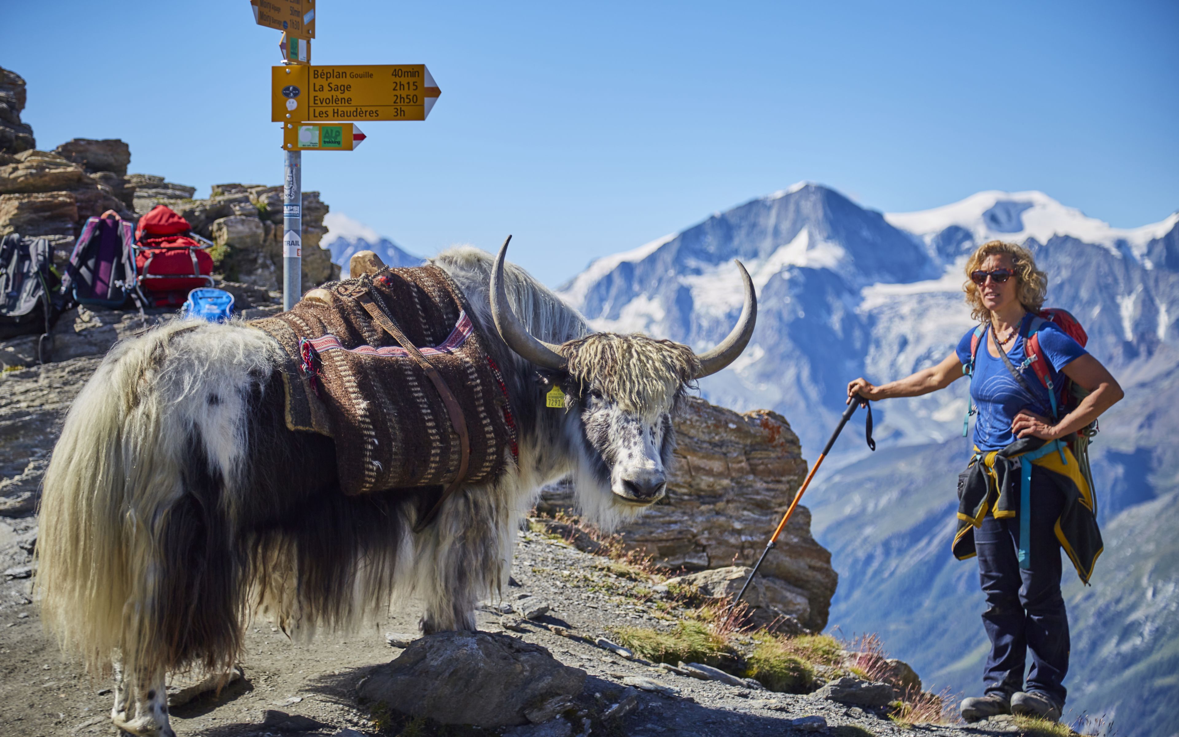 Rosula Blanc et ses yaks connaissent le val d’Hérens comme leur poche, Valais, Suisse