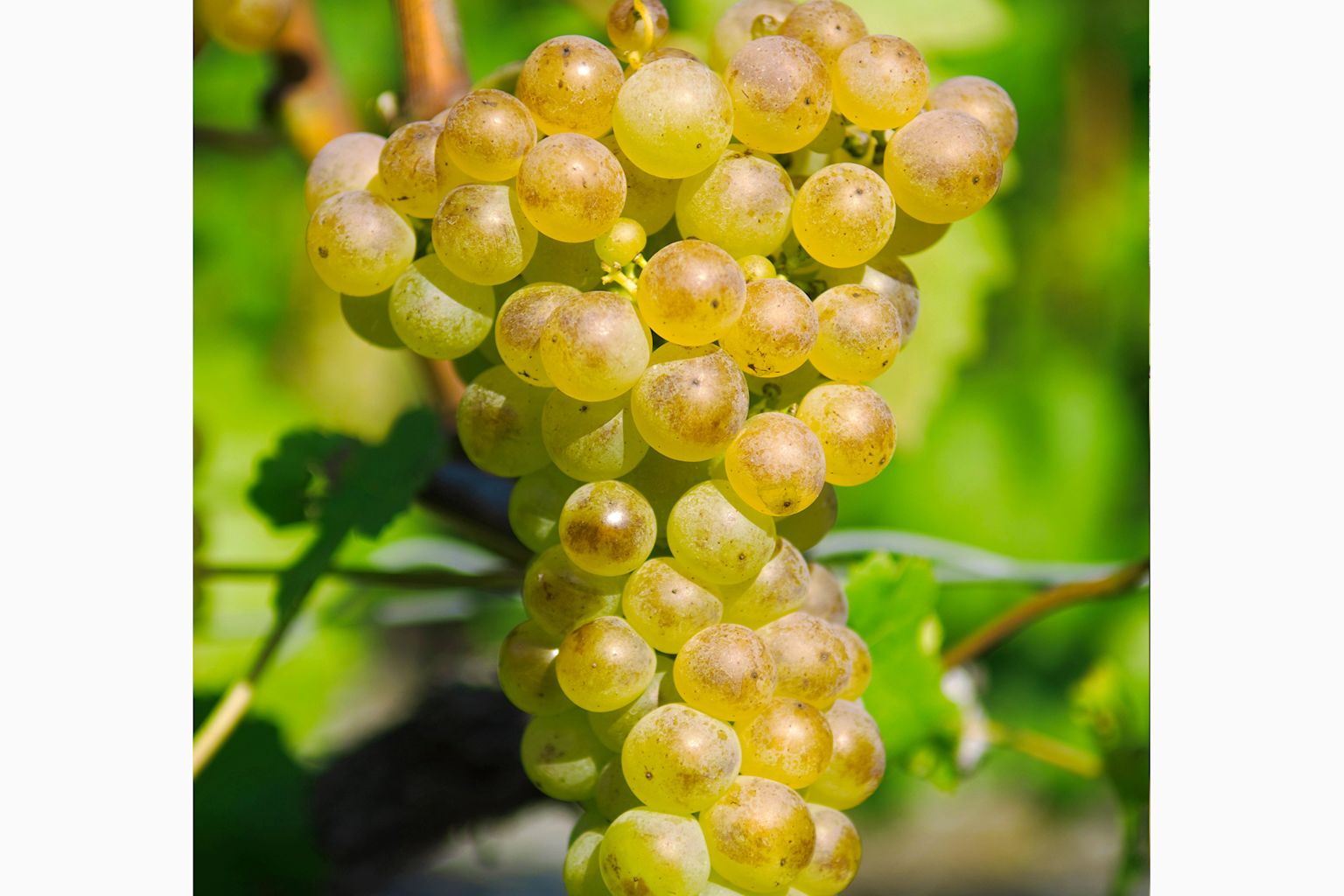 Cépage Fendant (Chasselas