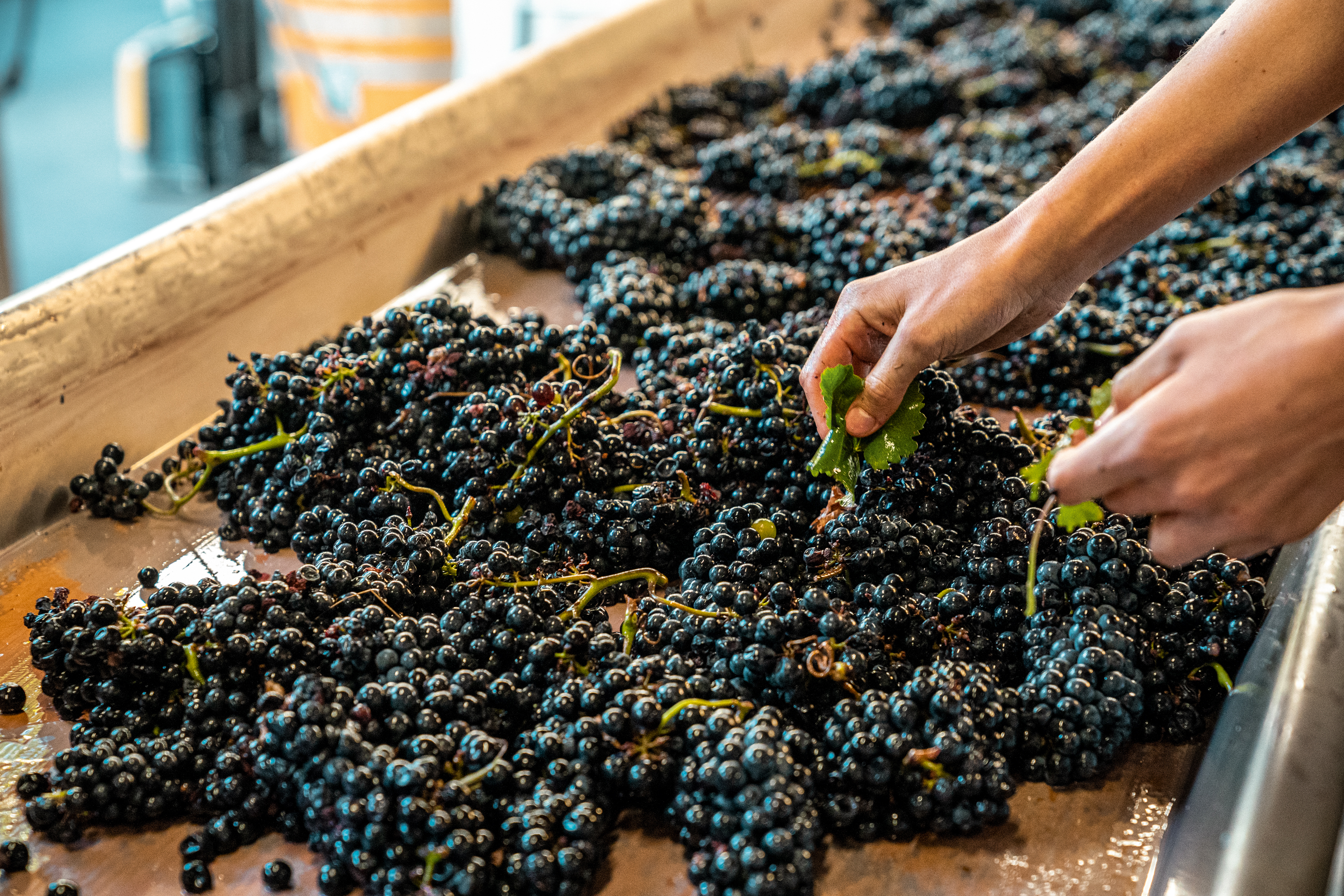 La vendange est contrôlée à la main, Valais, Suisse