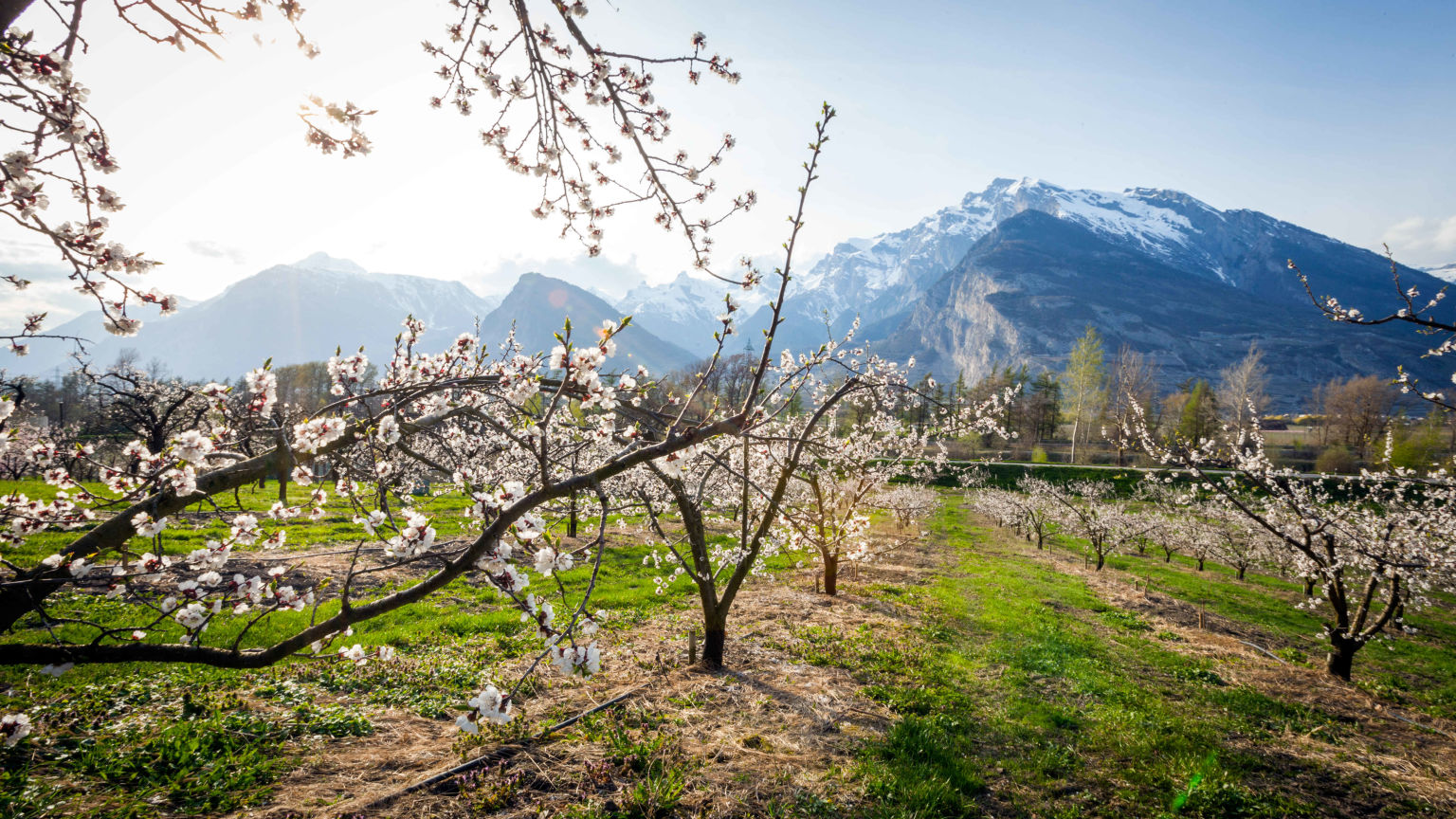Vergers valaisans en fleur dans la plaine du Rhône Valais Wallis Schweiz Suisse