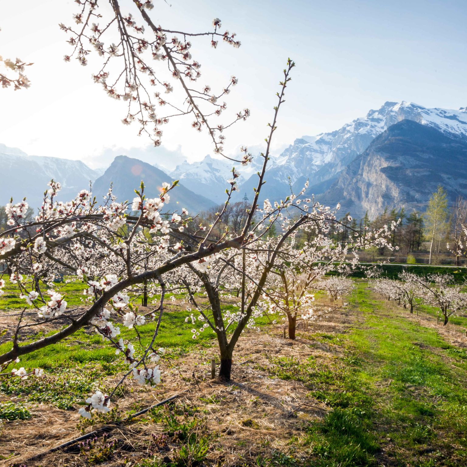 Vergers valaisans en fleur dans la plaine du Rhône Valais Wallis Schweiz Suisse