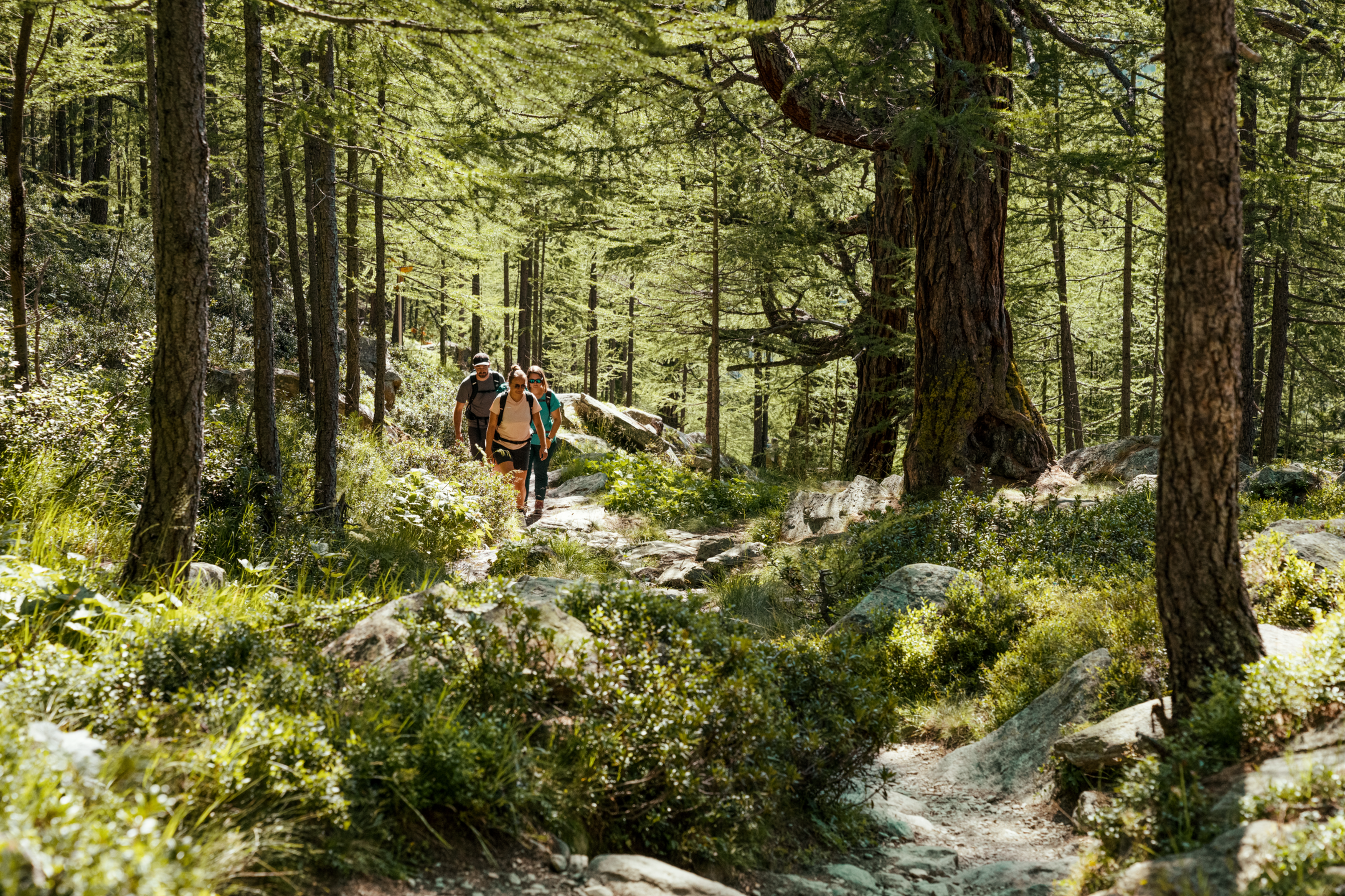 Une véritable forêt enchantée digne des contes de fées.