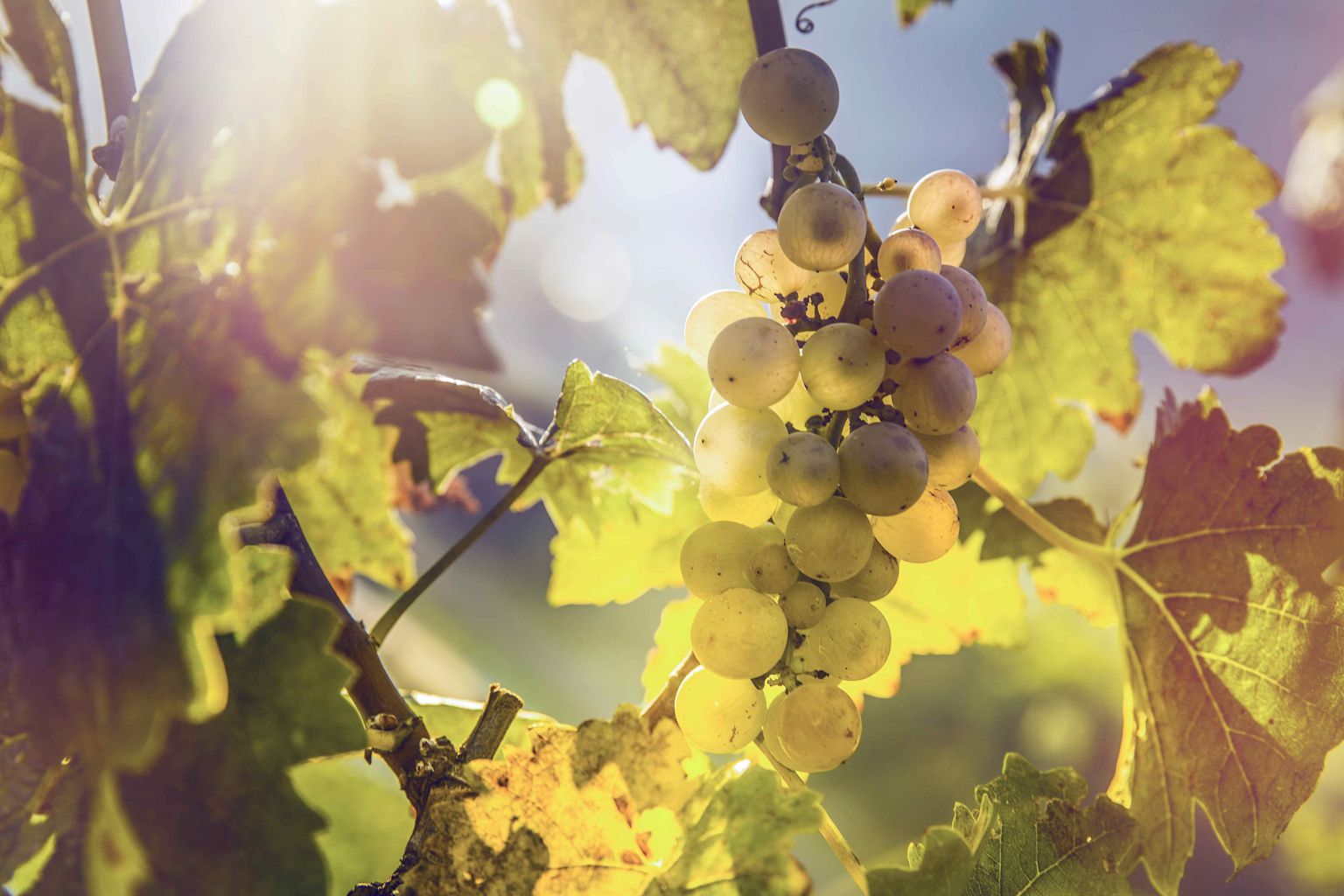 Raisins blancs, Valais