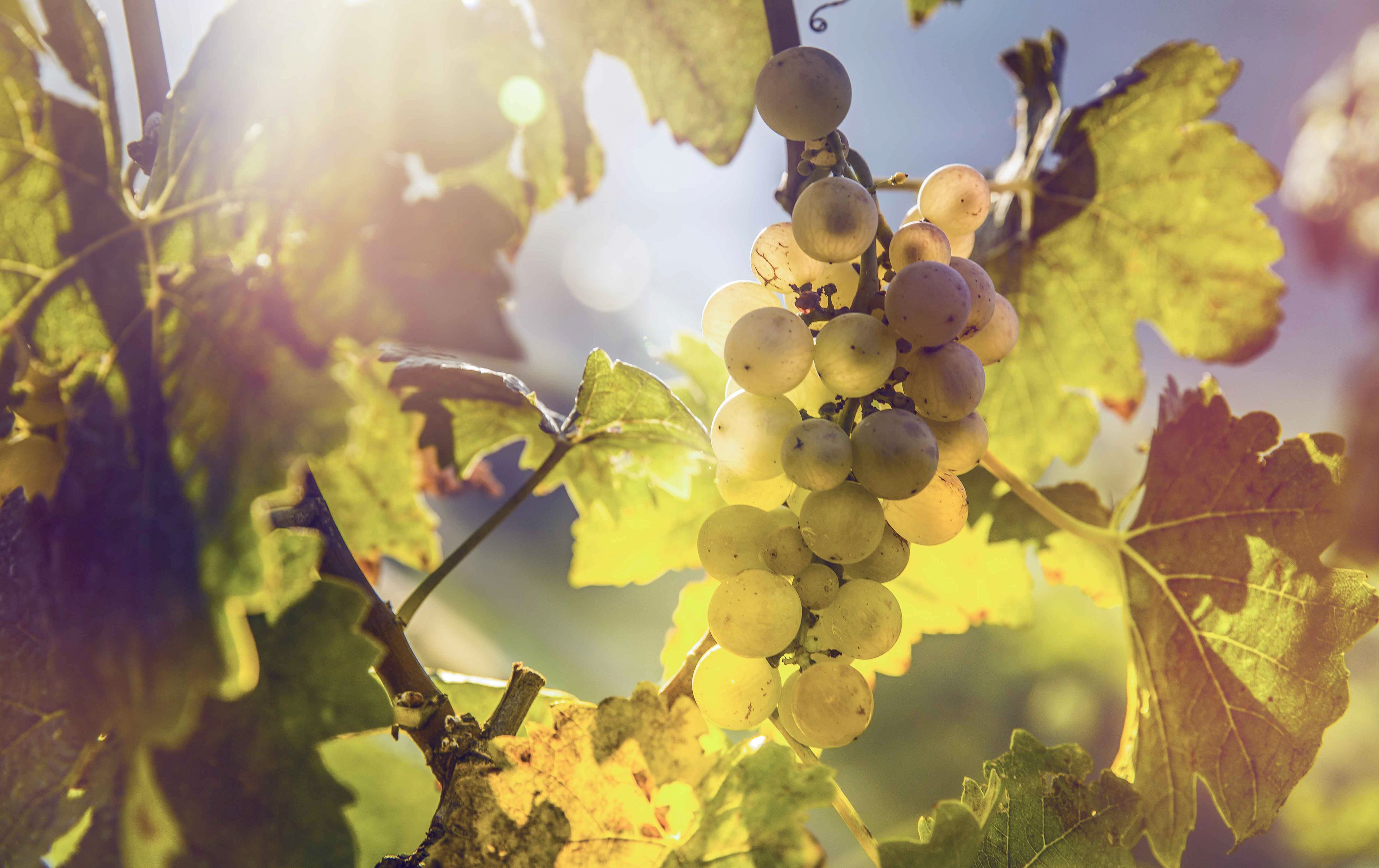 Raisins blancs, Valais